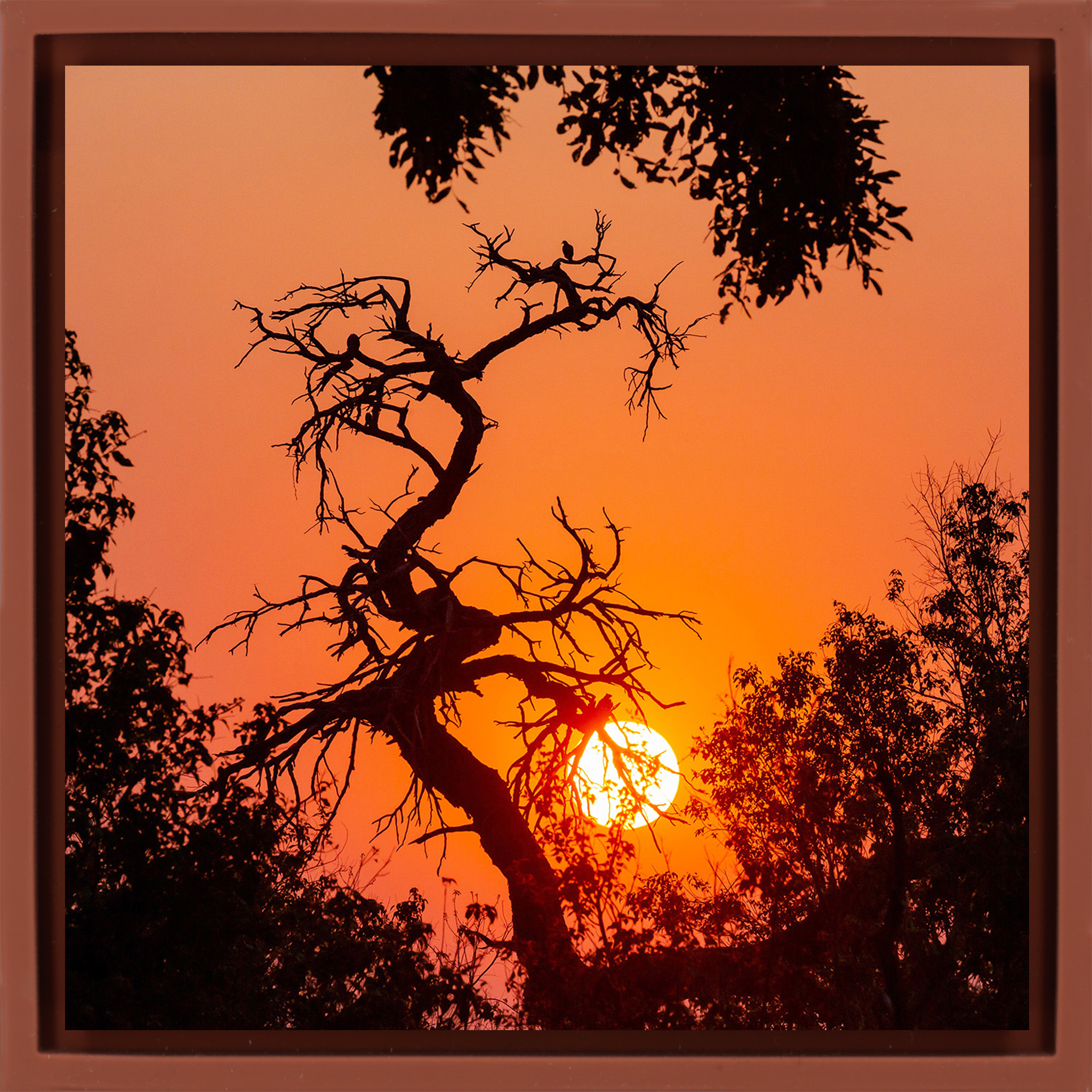 Sunset Tree - Terra Wrapp