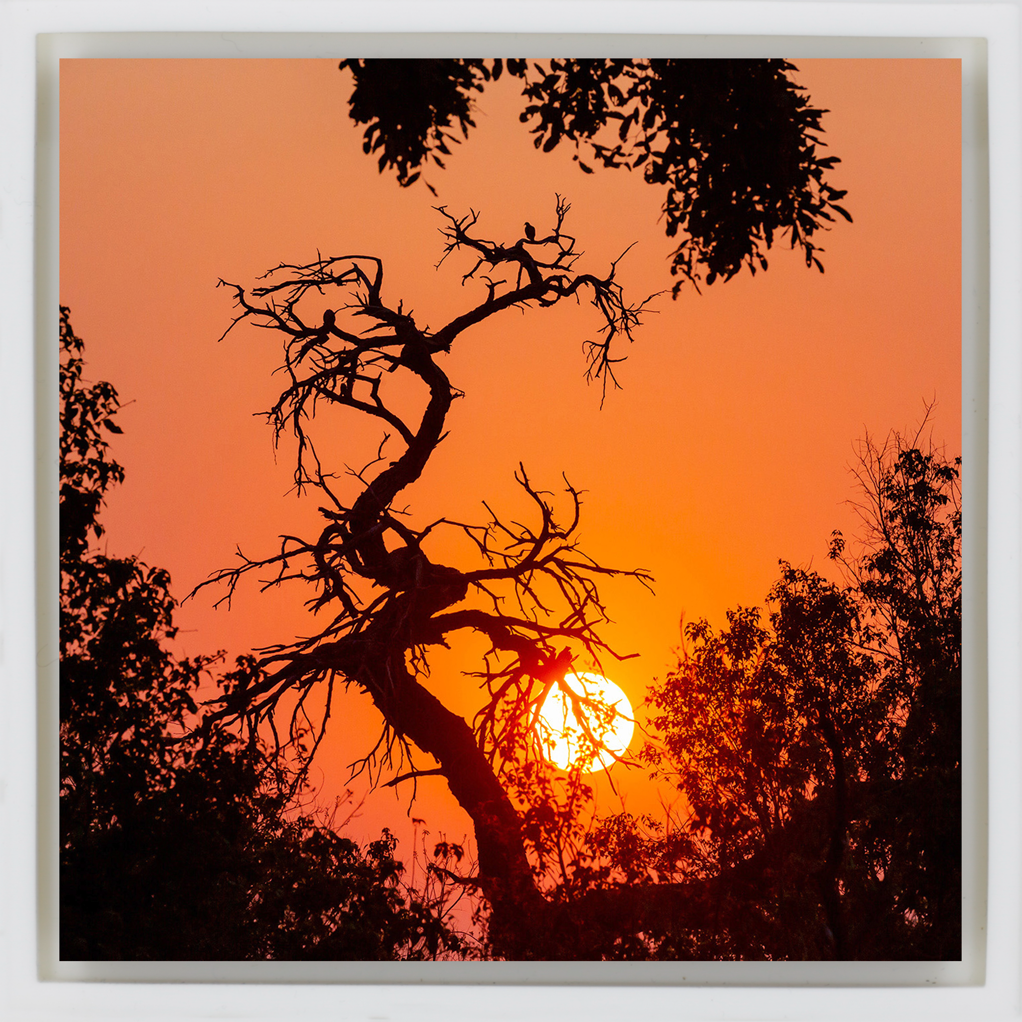 Sunset Tree - Witte Wrapp