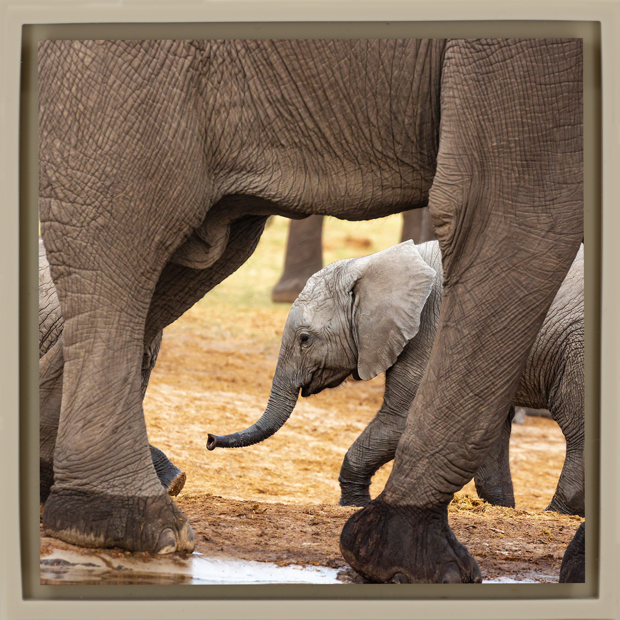 Elefanten - Sand Wrapp