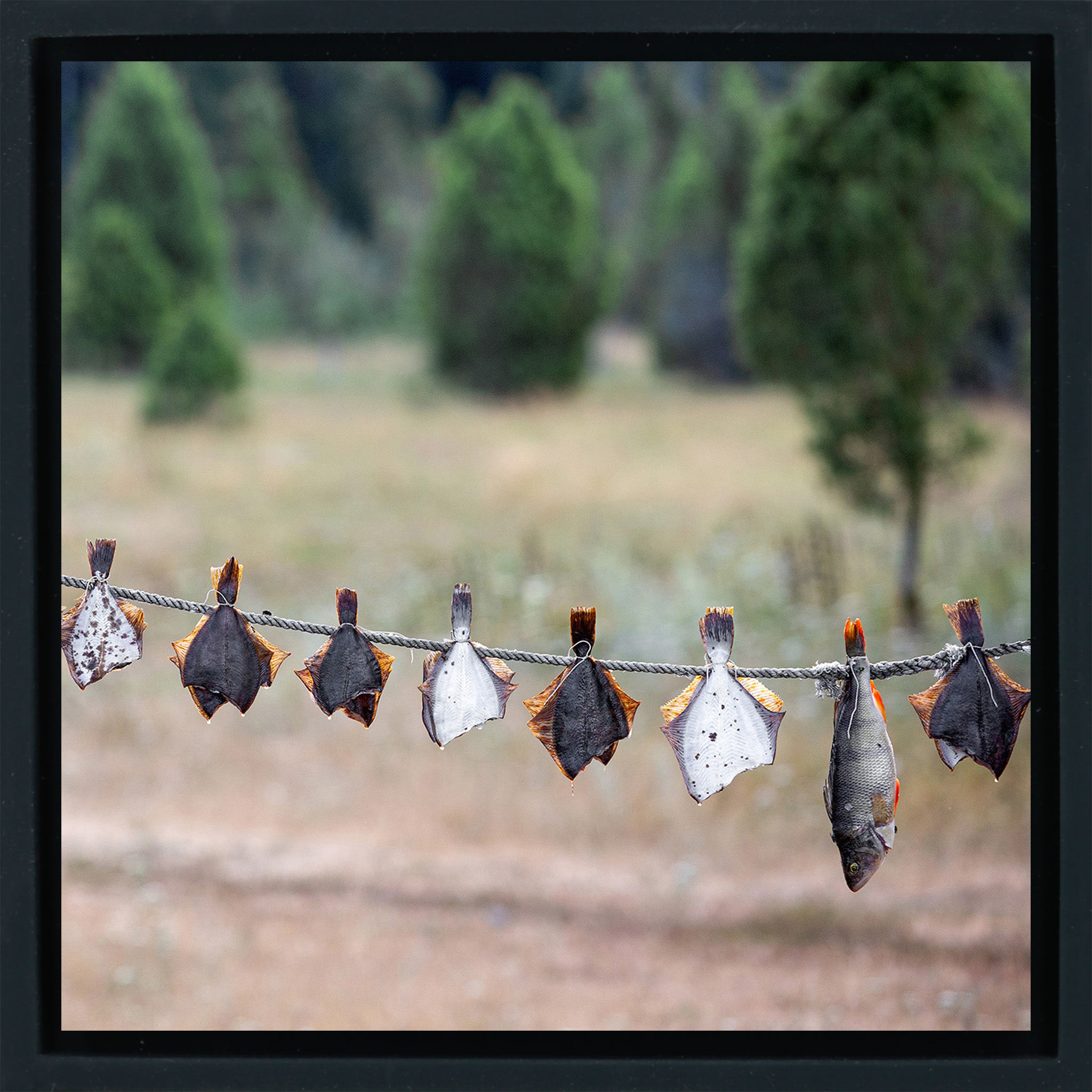 Drying Fish - Zwarte Wrapp