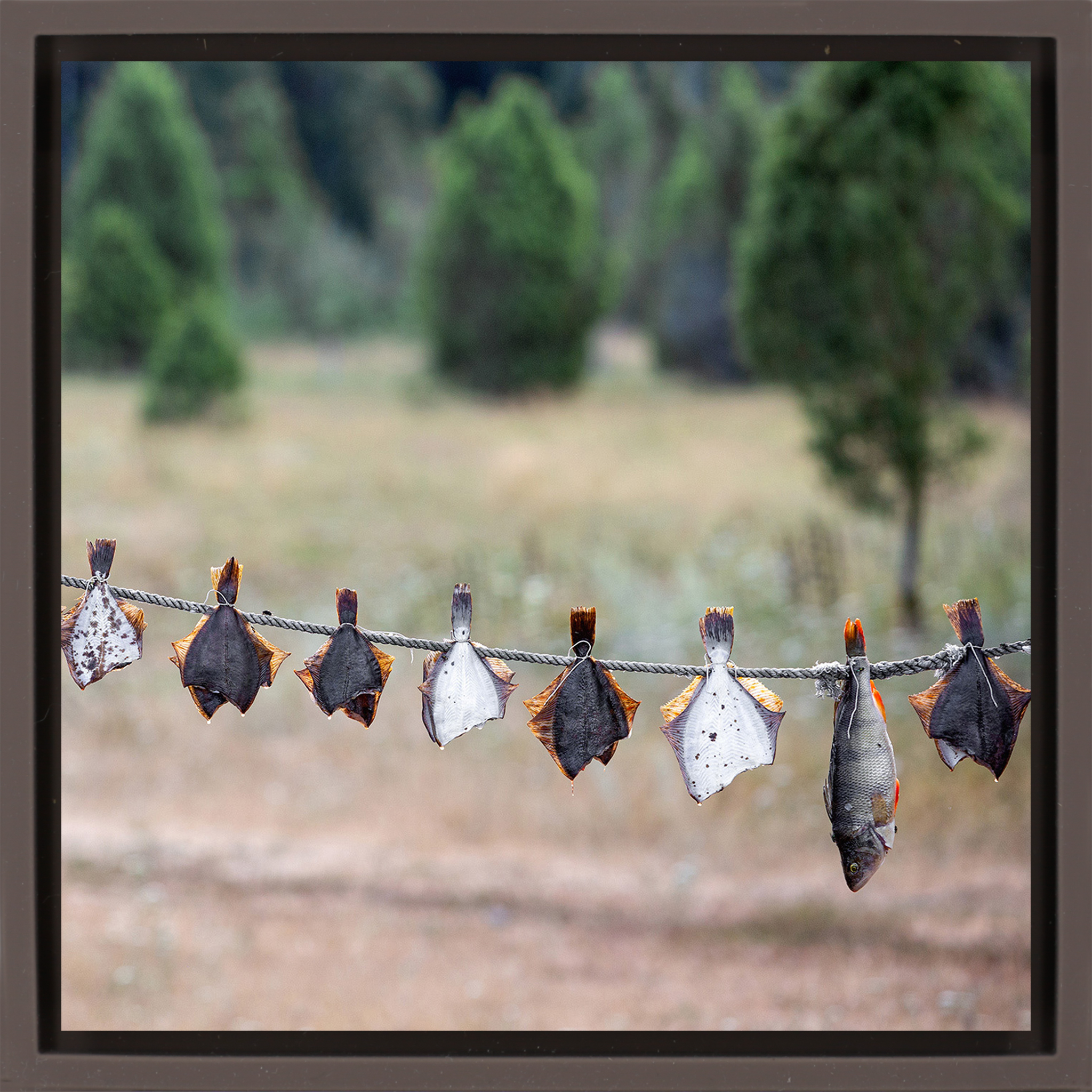 Drying Fish - Bruine Wrapp