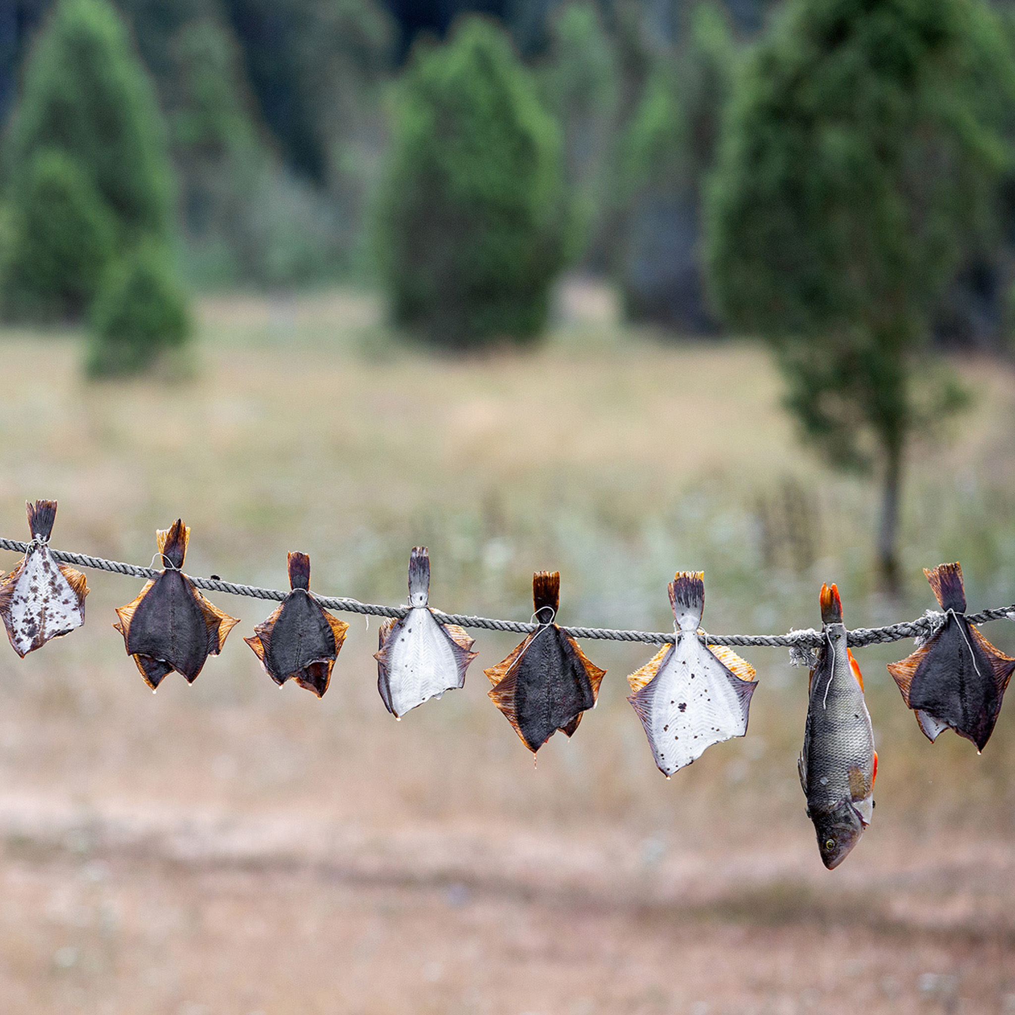 Drying Fish - Collection: Estonia