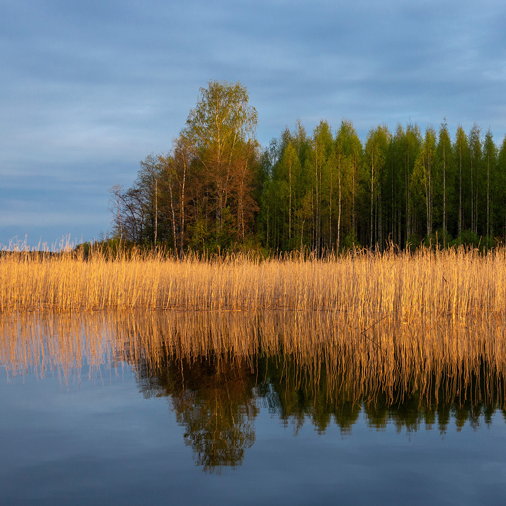 Reedbed - Collection: Finland