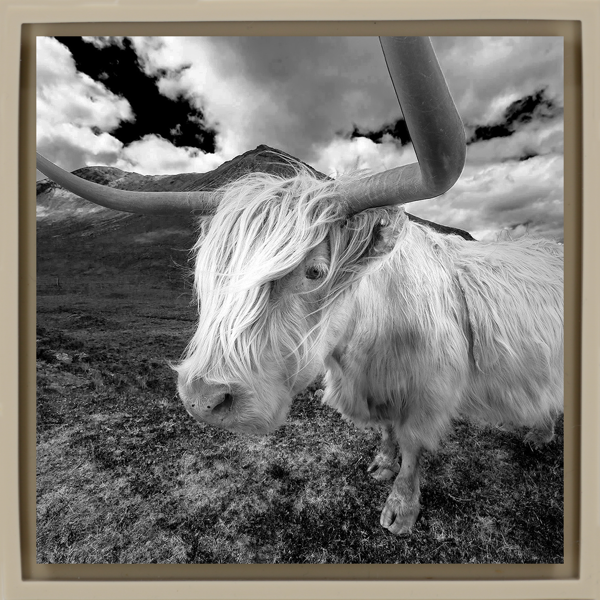 Scottish Highlander - Zandkleurige Wrapp