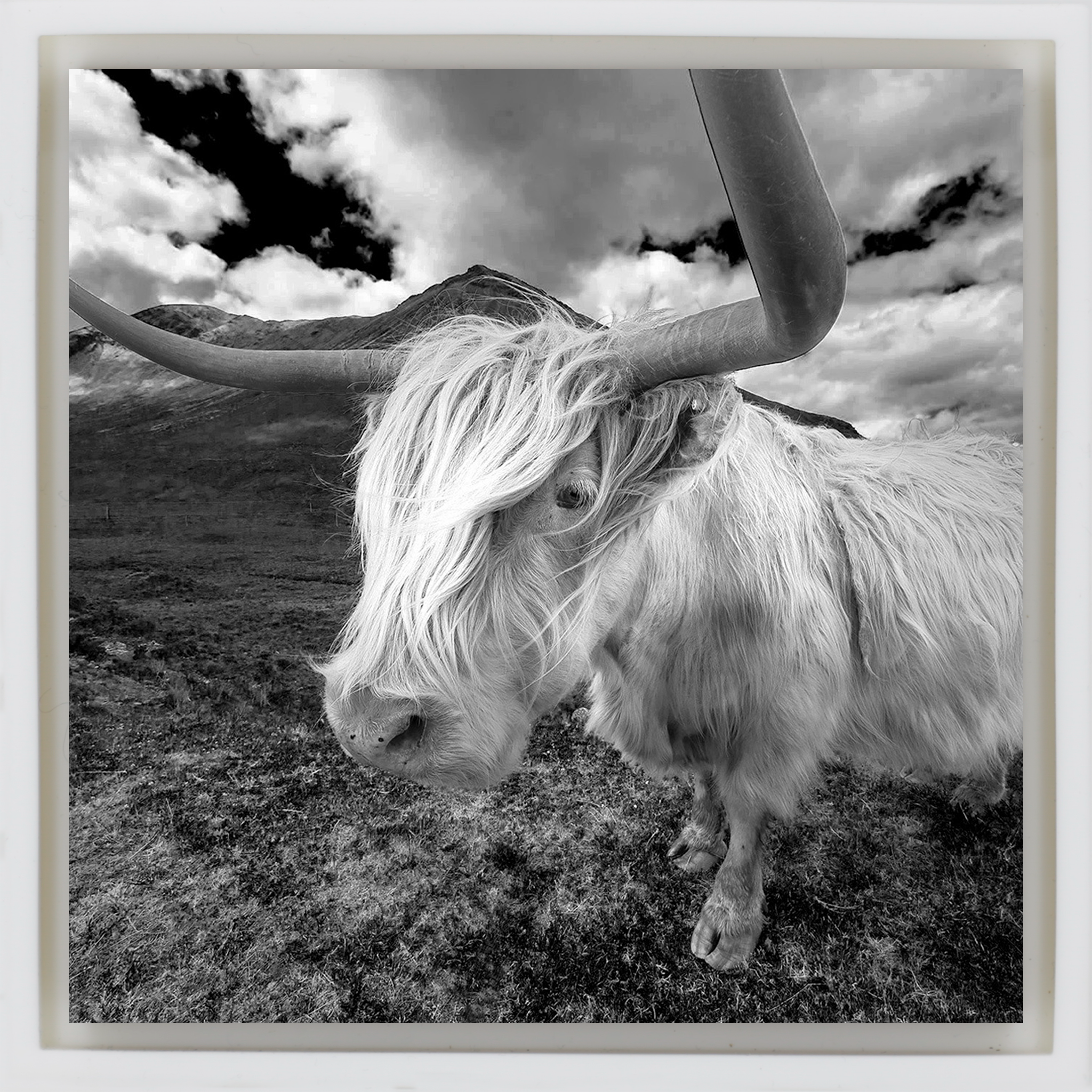 Scottish Highlander - White Wrapp