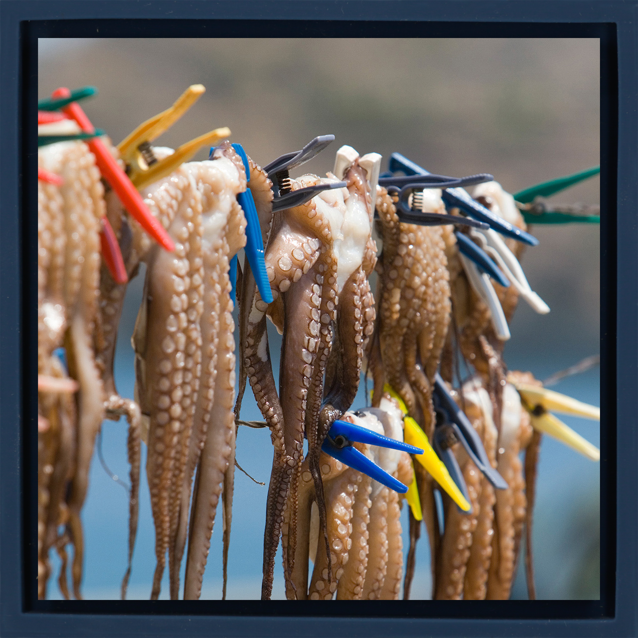 Oktopus - Dunkelblaue Verpackung