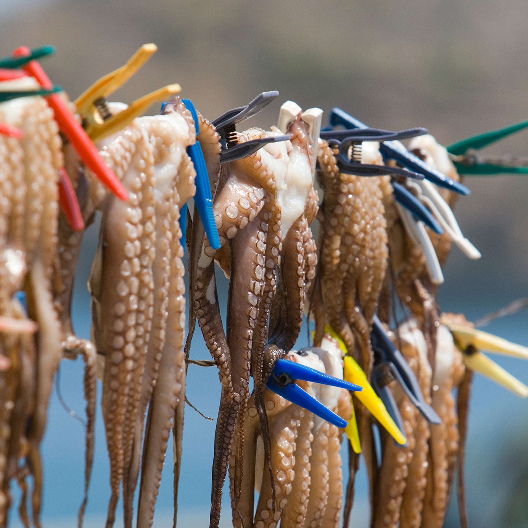 Octopus - Collection: Greece