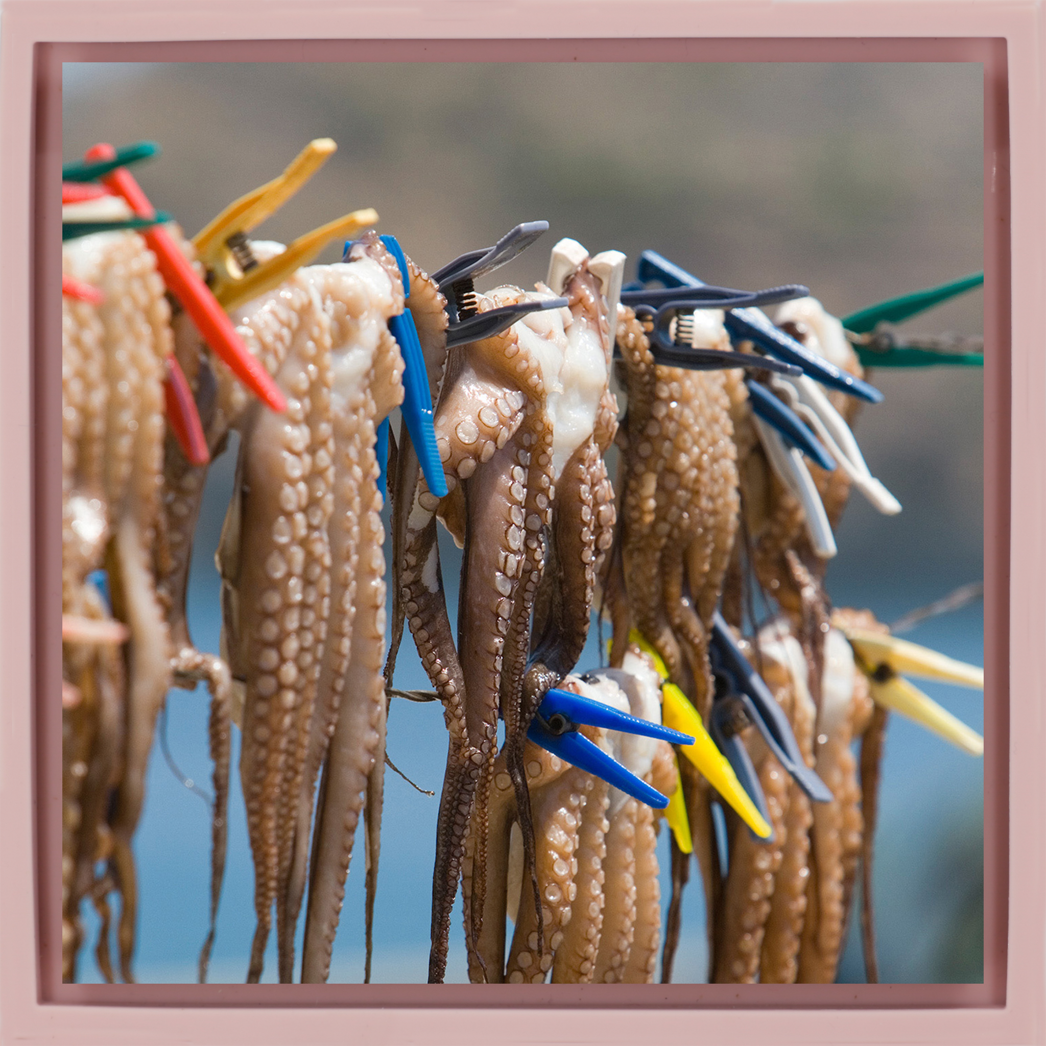 Octopus - Pink Wrapp