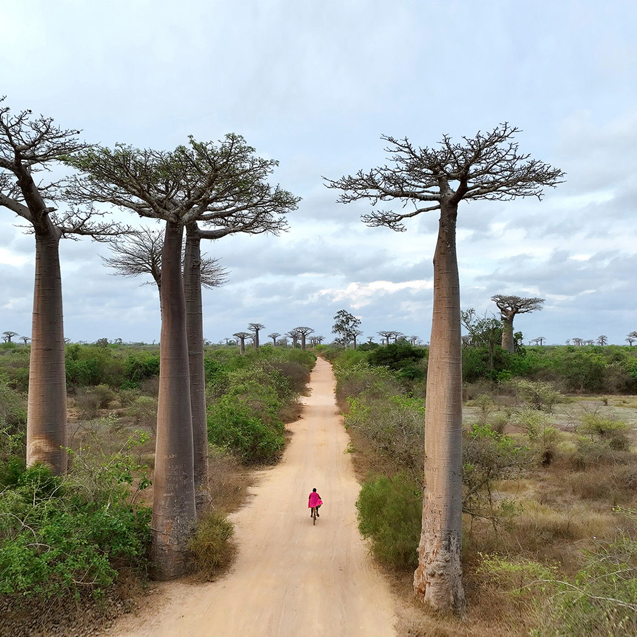 Cycling Between Trees - Blanco Look