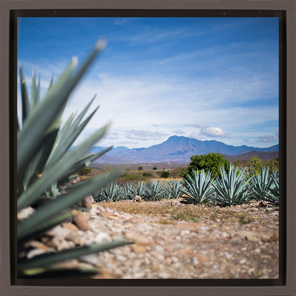 Agave - Braune Wrapp