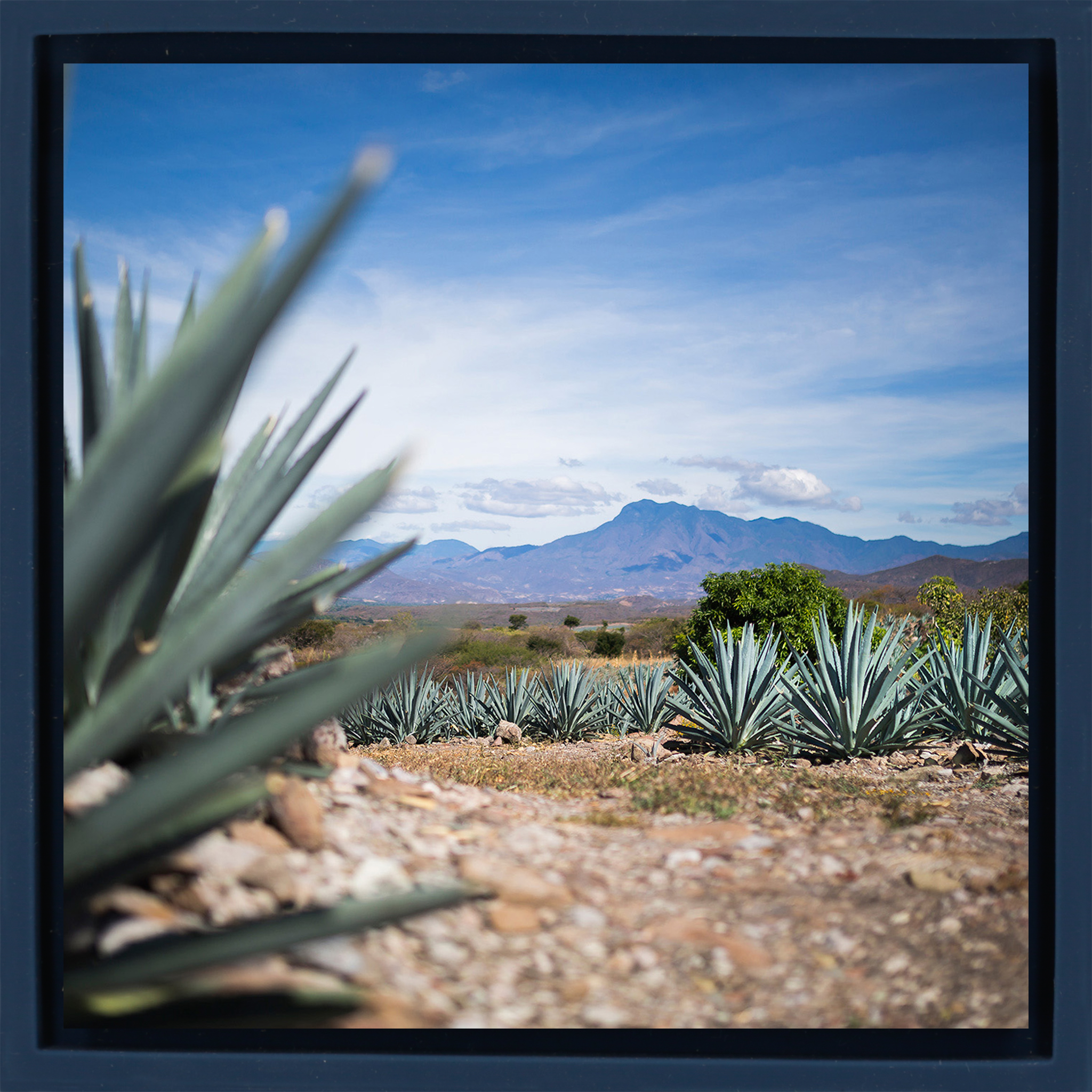 Agave- Dark Blue Wrapp