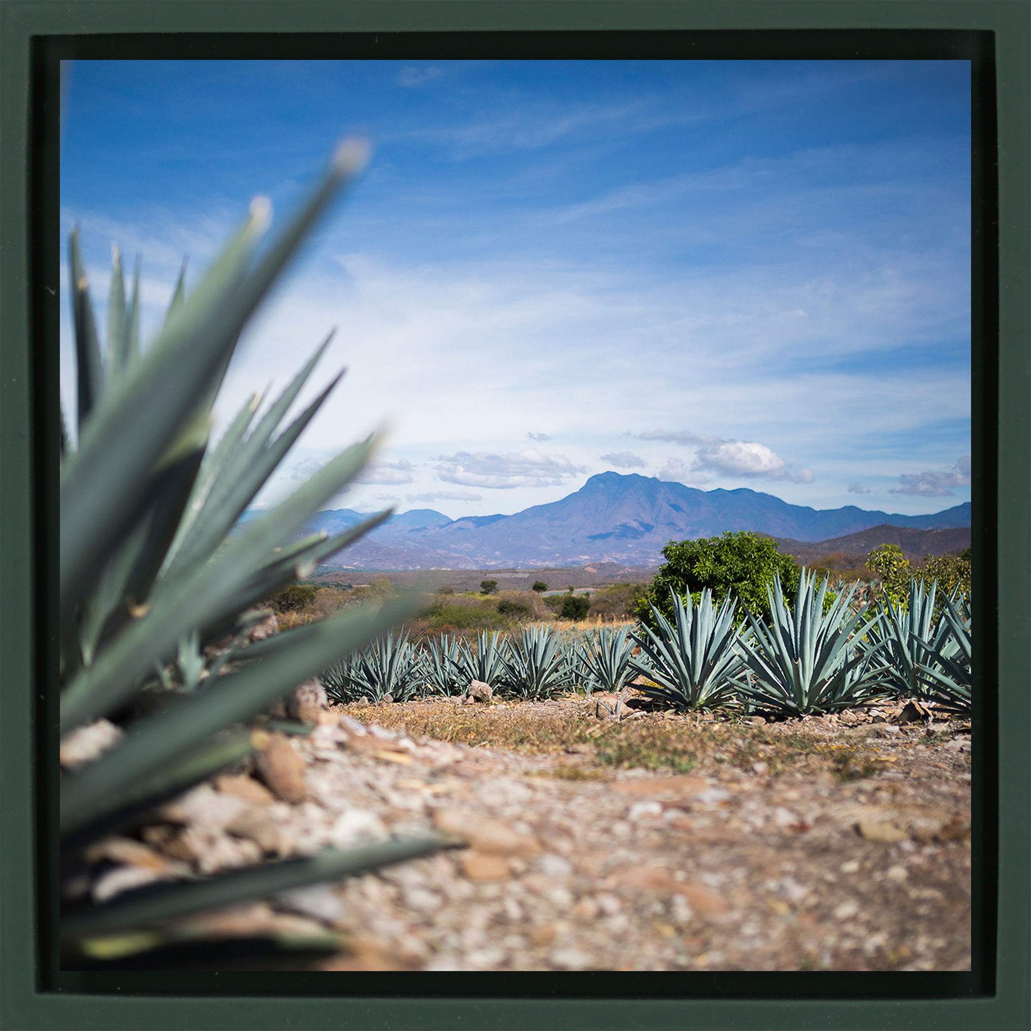 Agave- Dark Green Wrapp