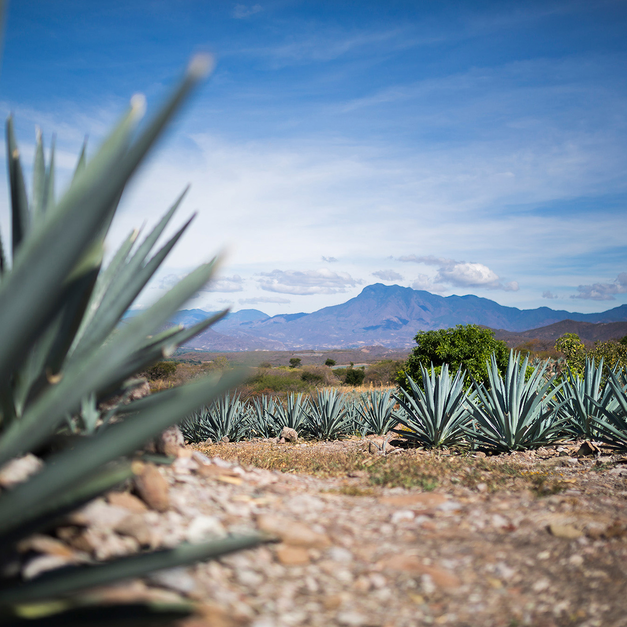 Agave- Collection: Mexico