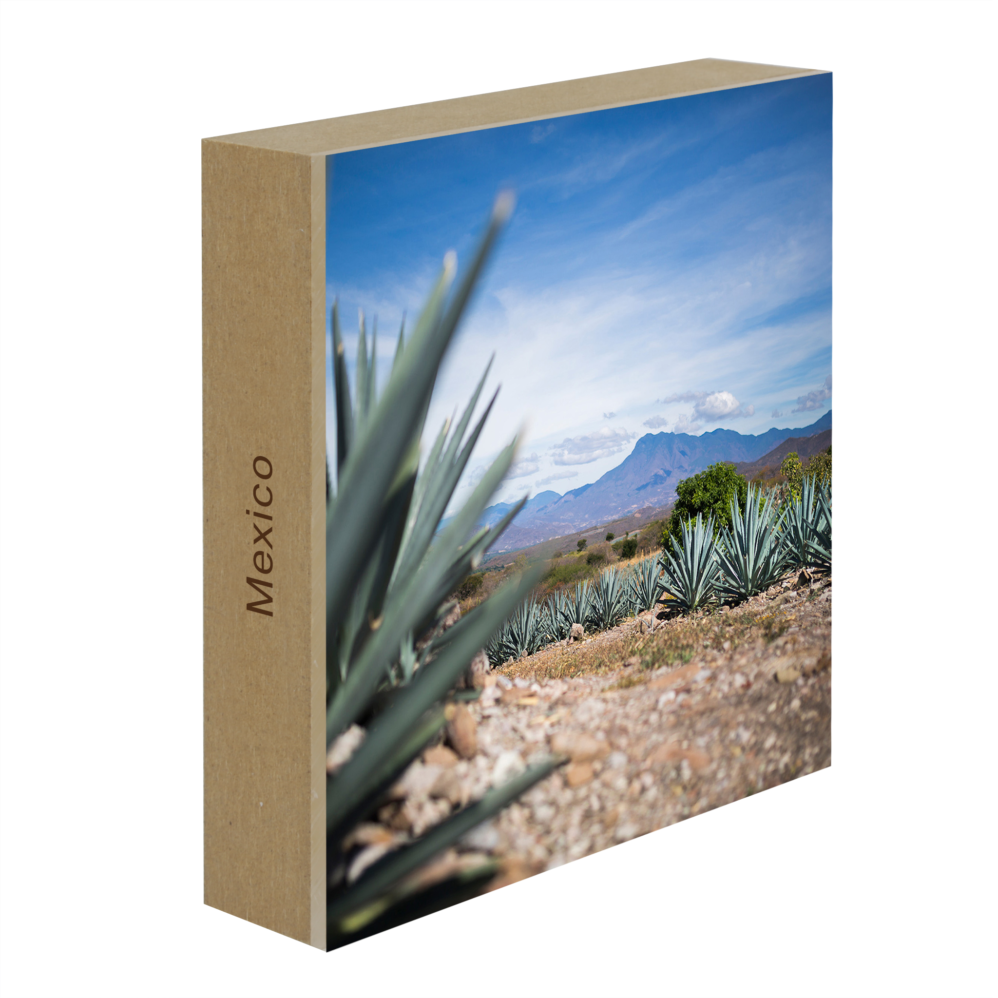Agave- Collection: Mexico