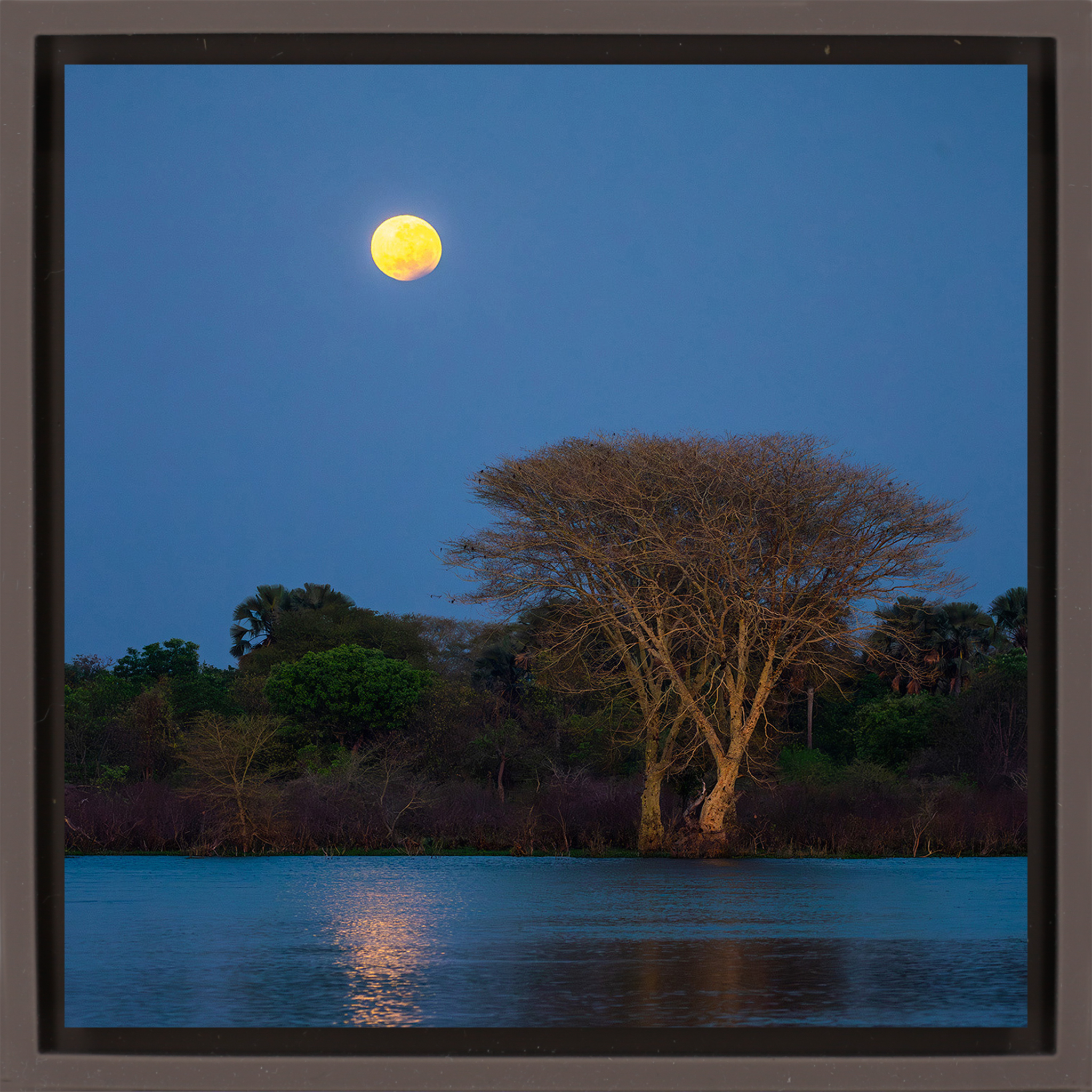 Moon Tree- Brown Wrapp