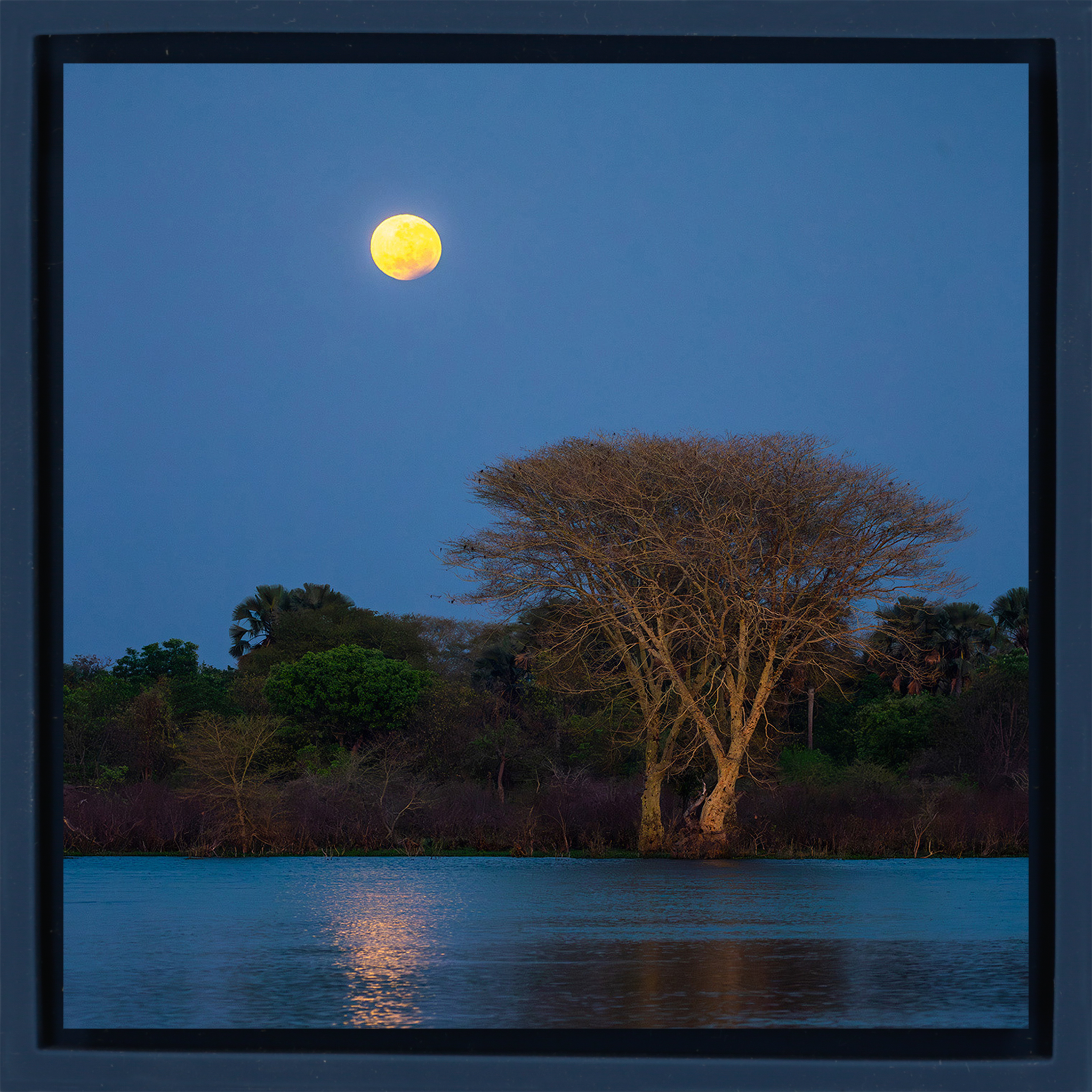 Moon Tree- Dark Blue Wrapp