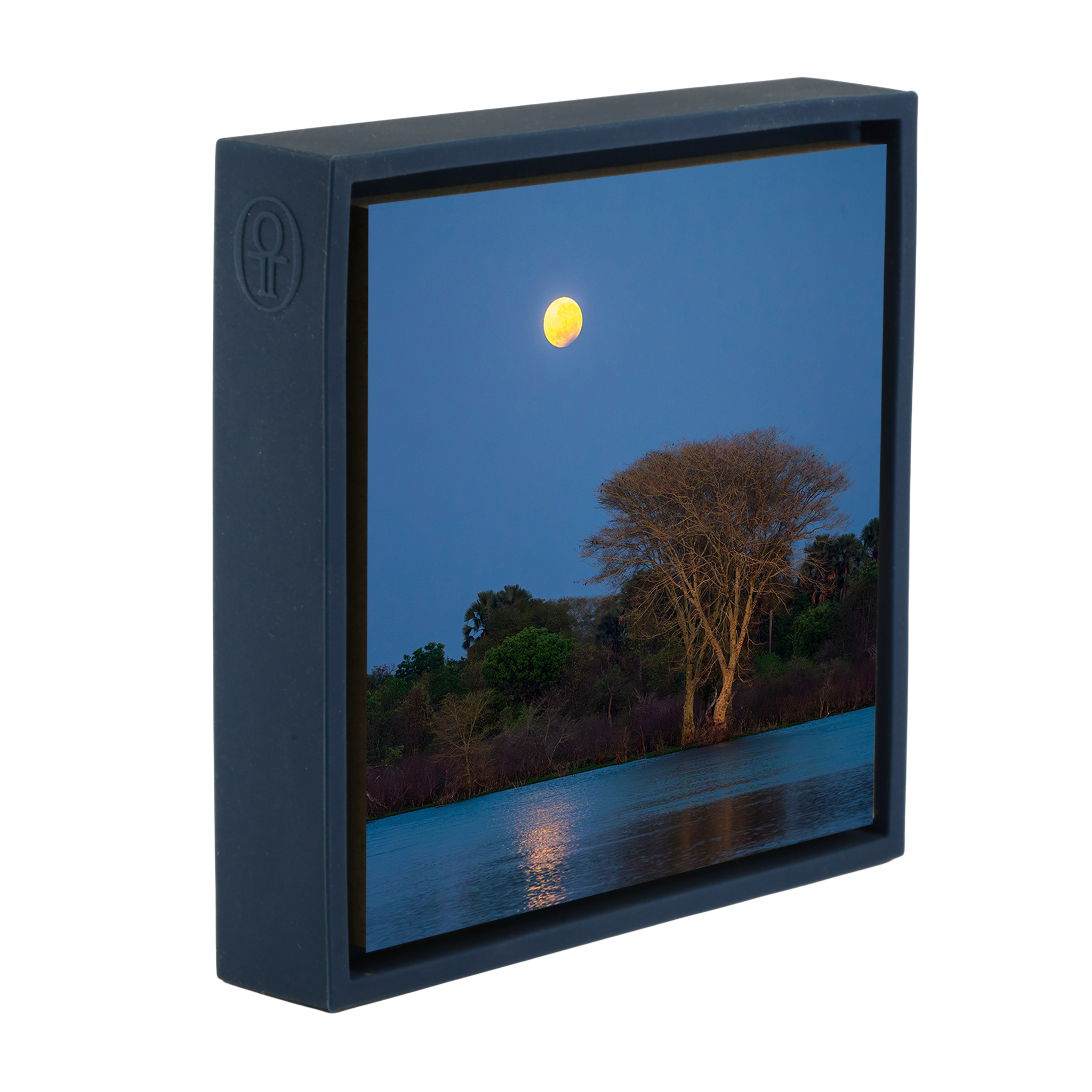 Moon Tree- Dark Blue Wrapp