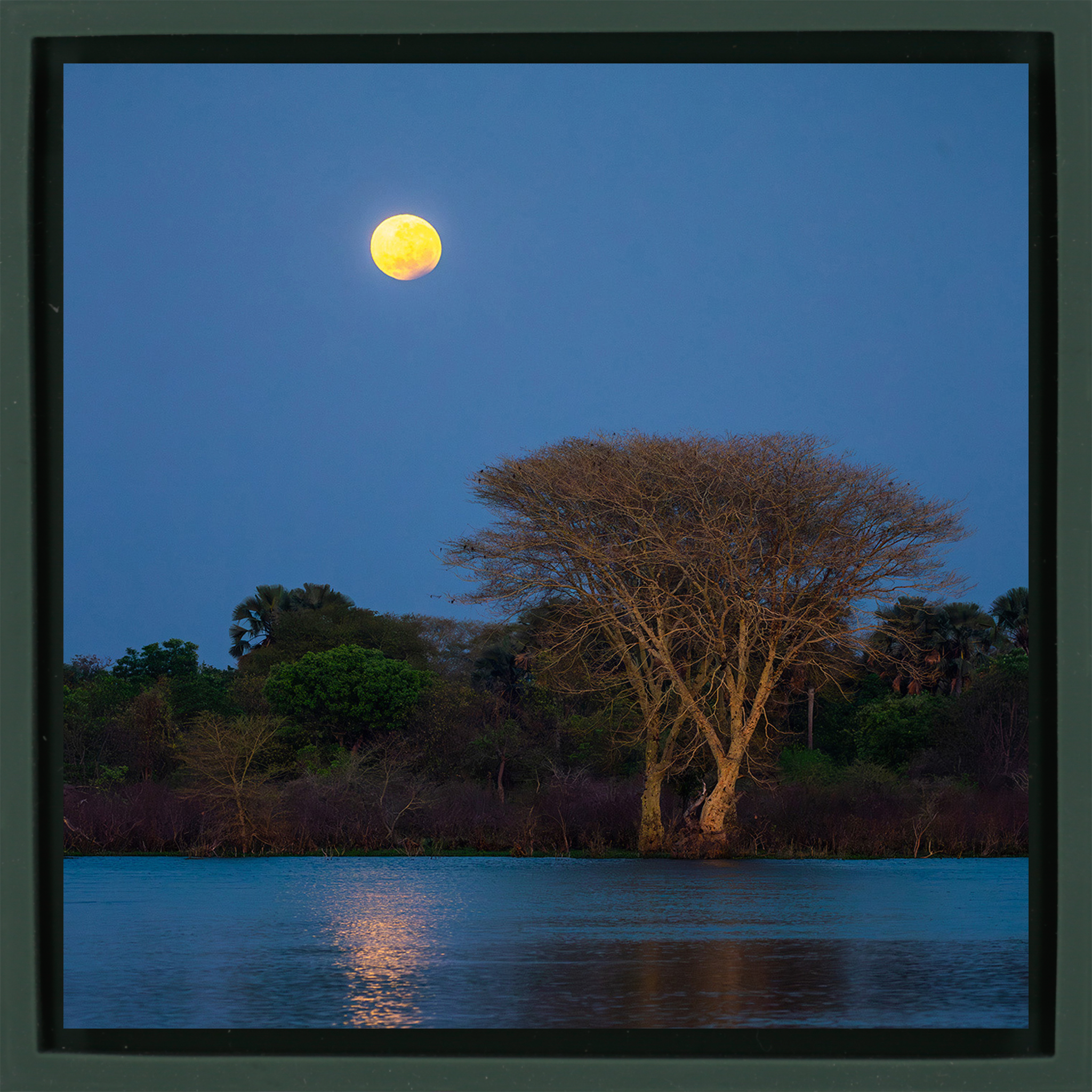 Moon Tree- Dark Green Wrapp