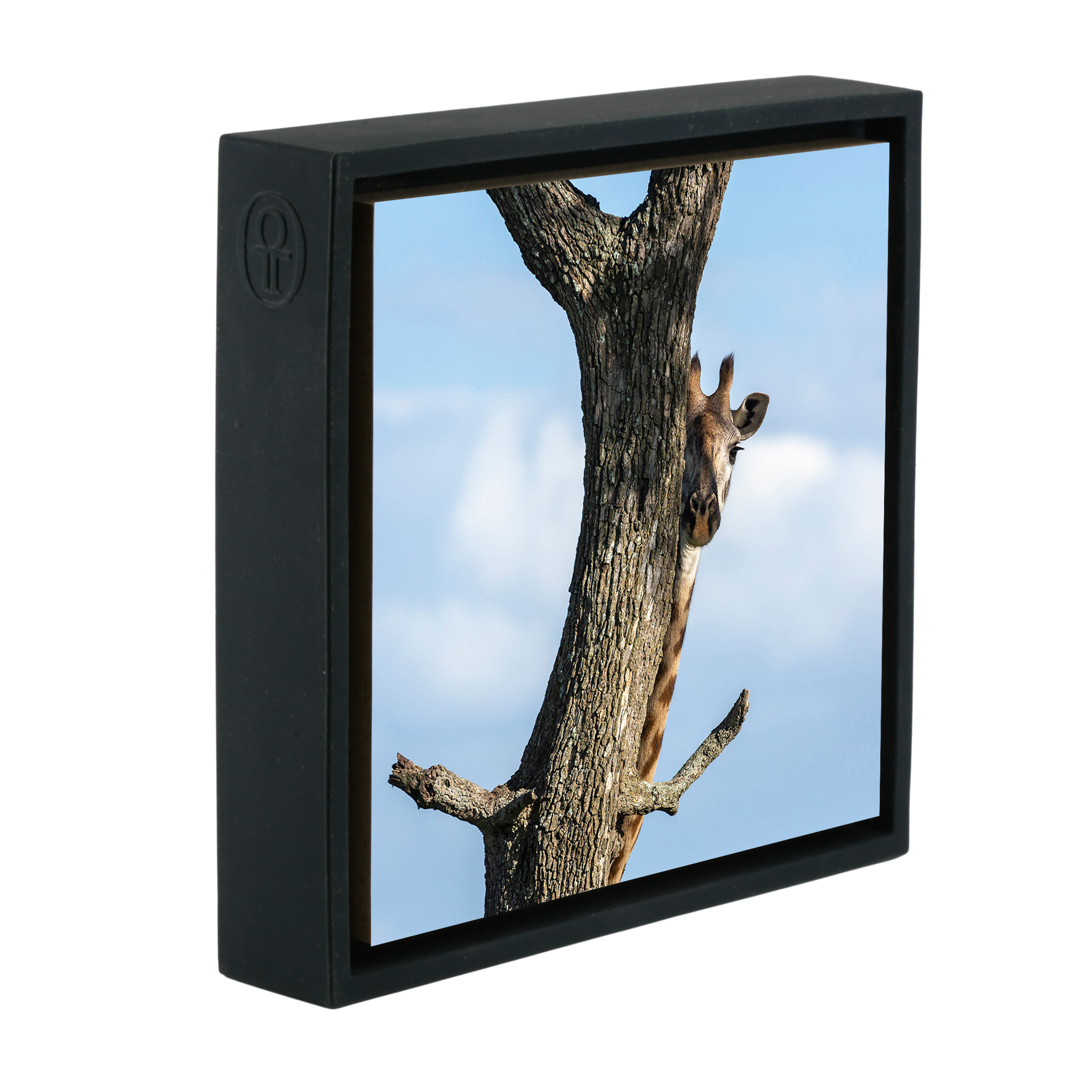 Hiding Giraffe - Black Wrapp