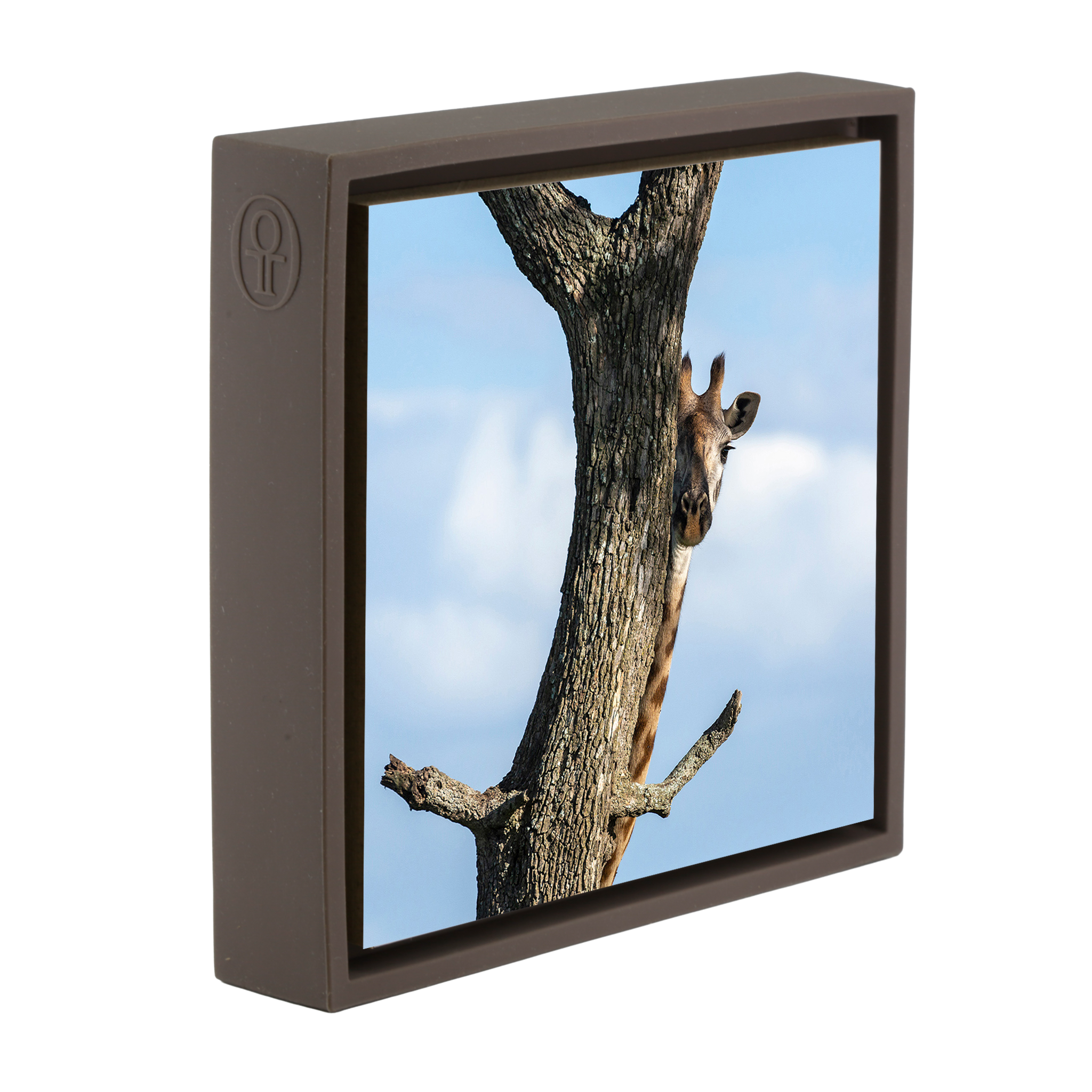 Hiding Giraffe - Brown Wrapp