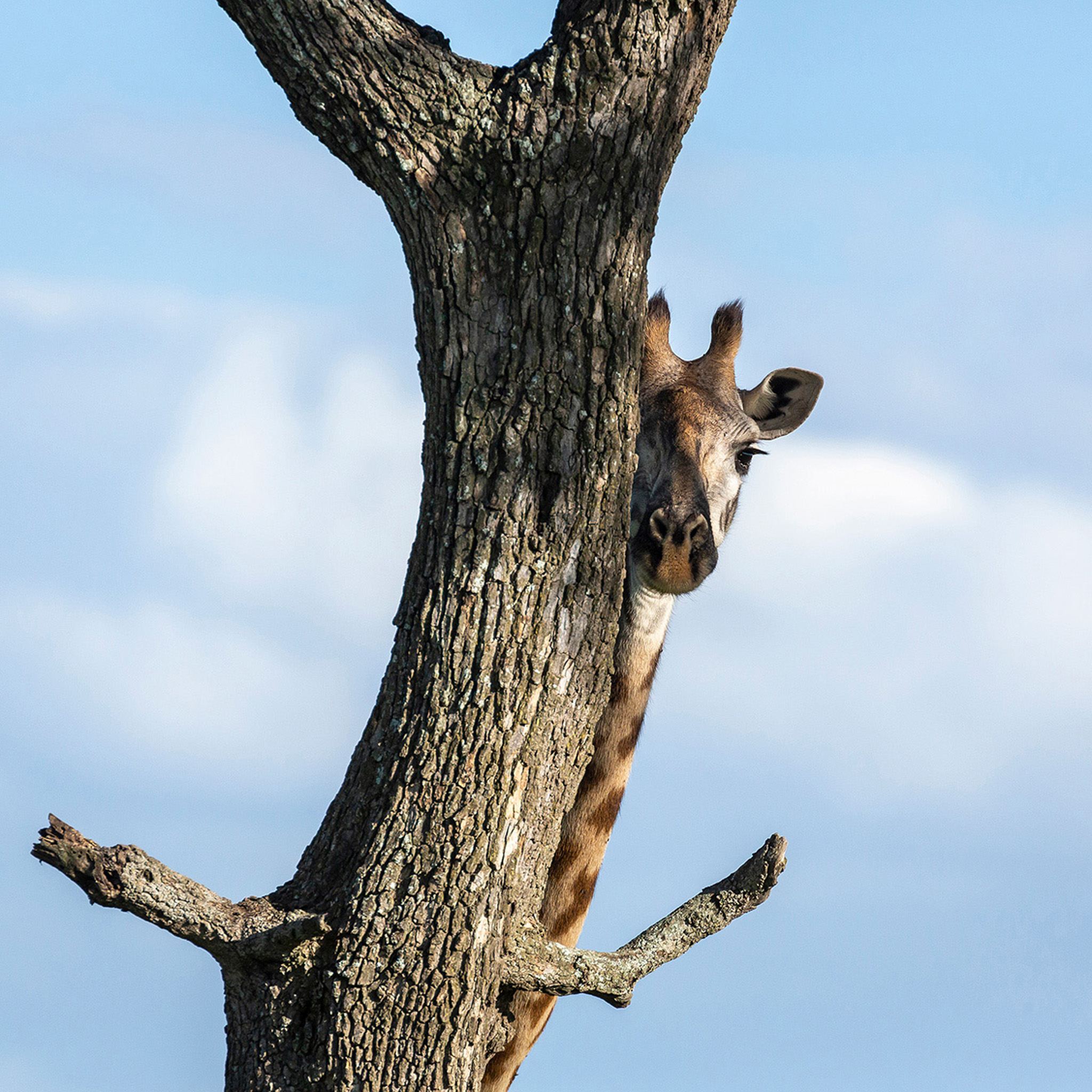 Hiding Giraffe - Collection: Tanzania