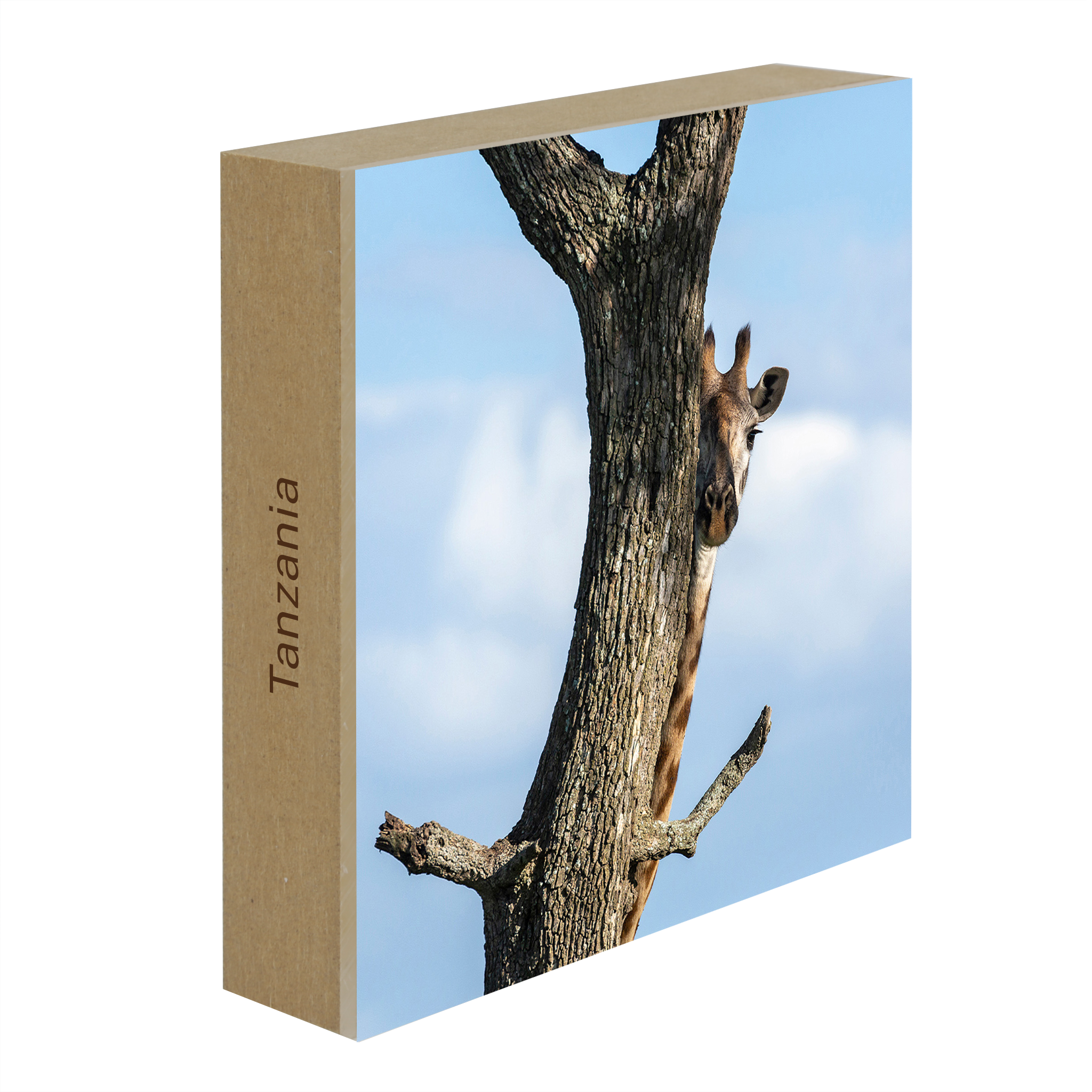 Hiding Giraffe - Collection: Tanzania