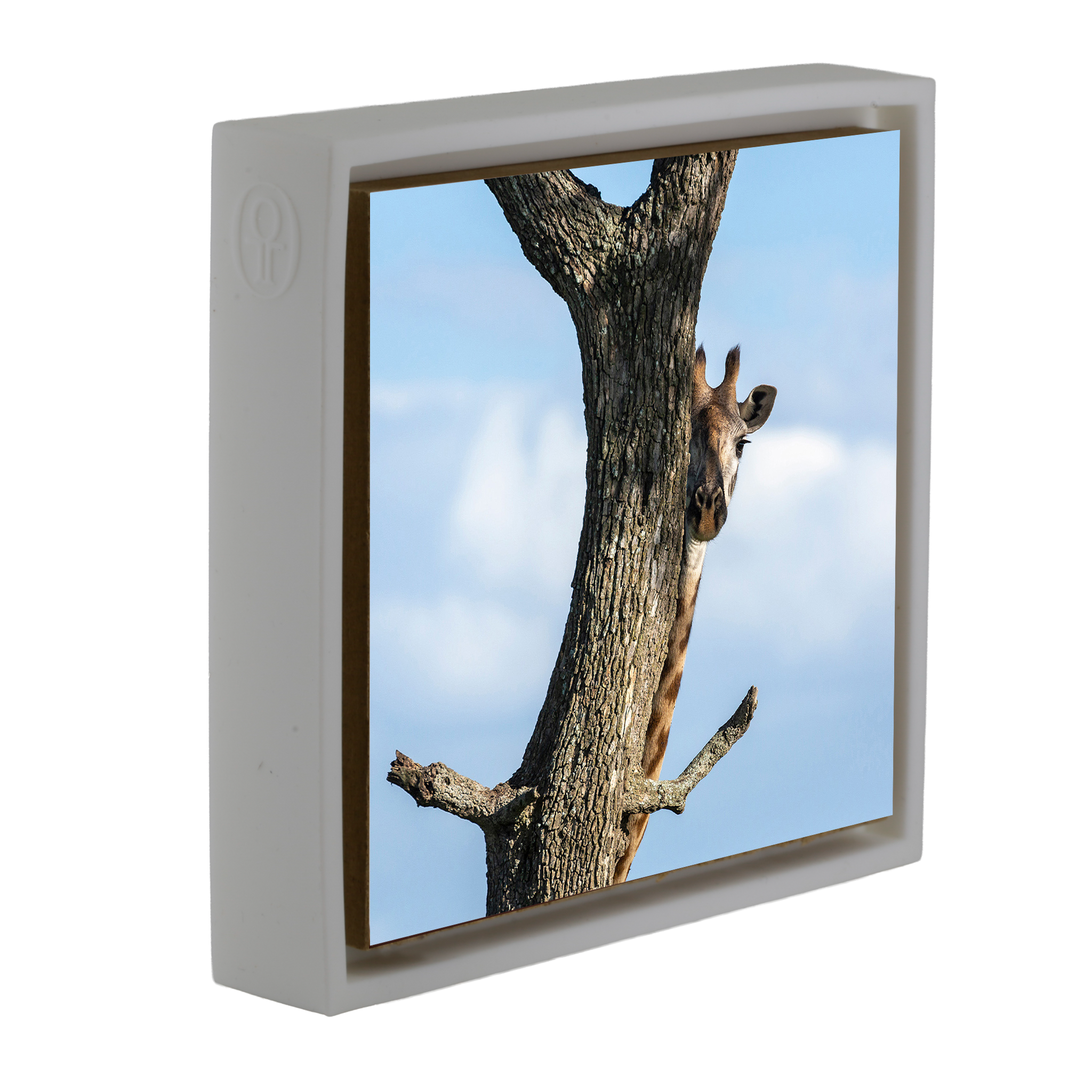 Hiding Giraffe - White Wrapp