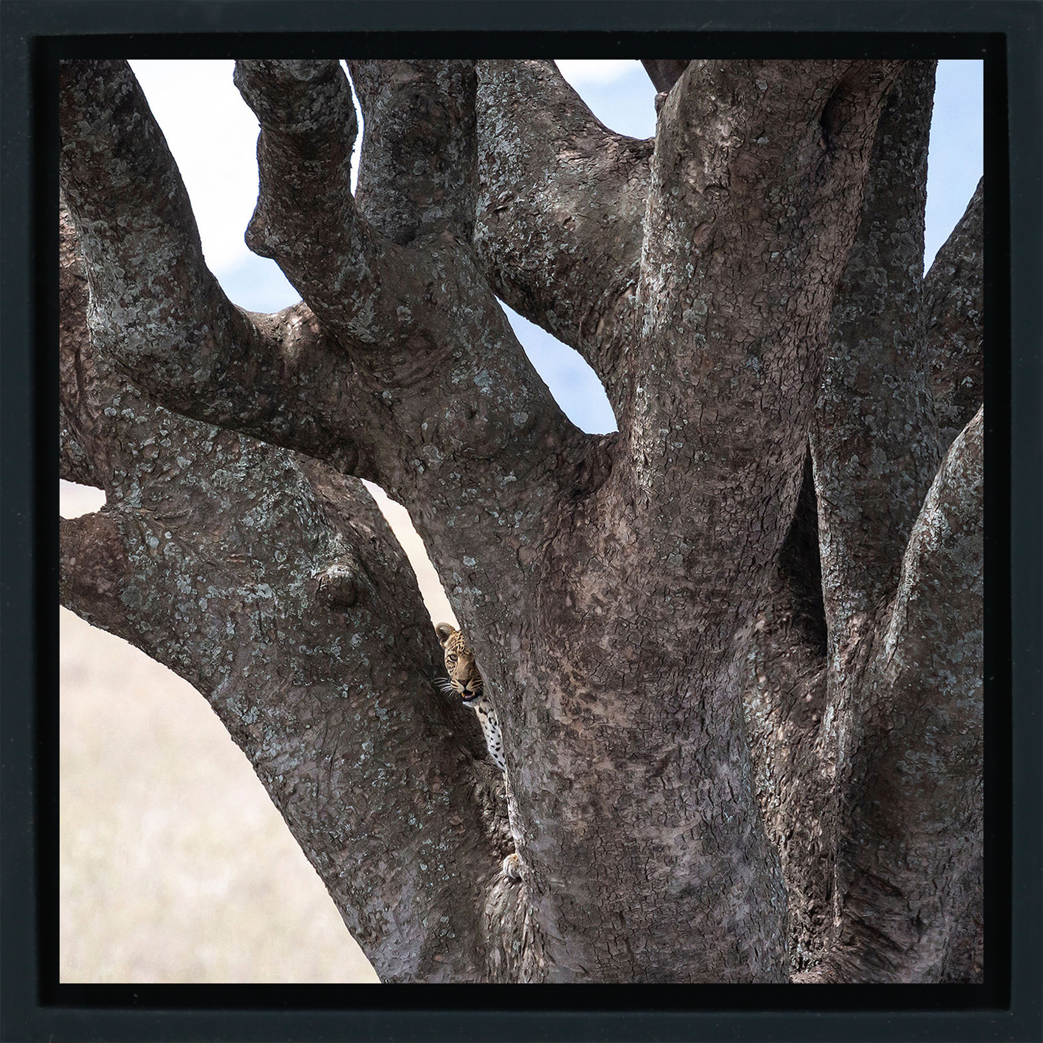 Lion Tree - Black Wrapp