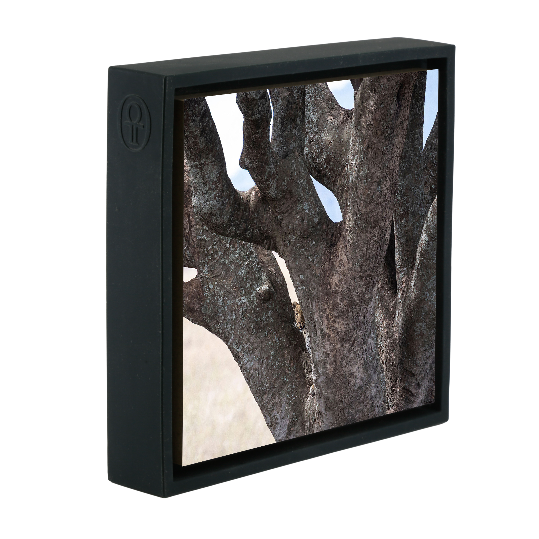 Lion Tree - Black Wrapp