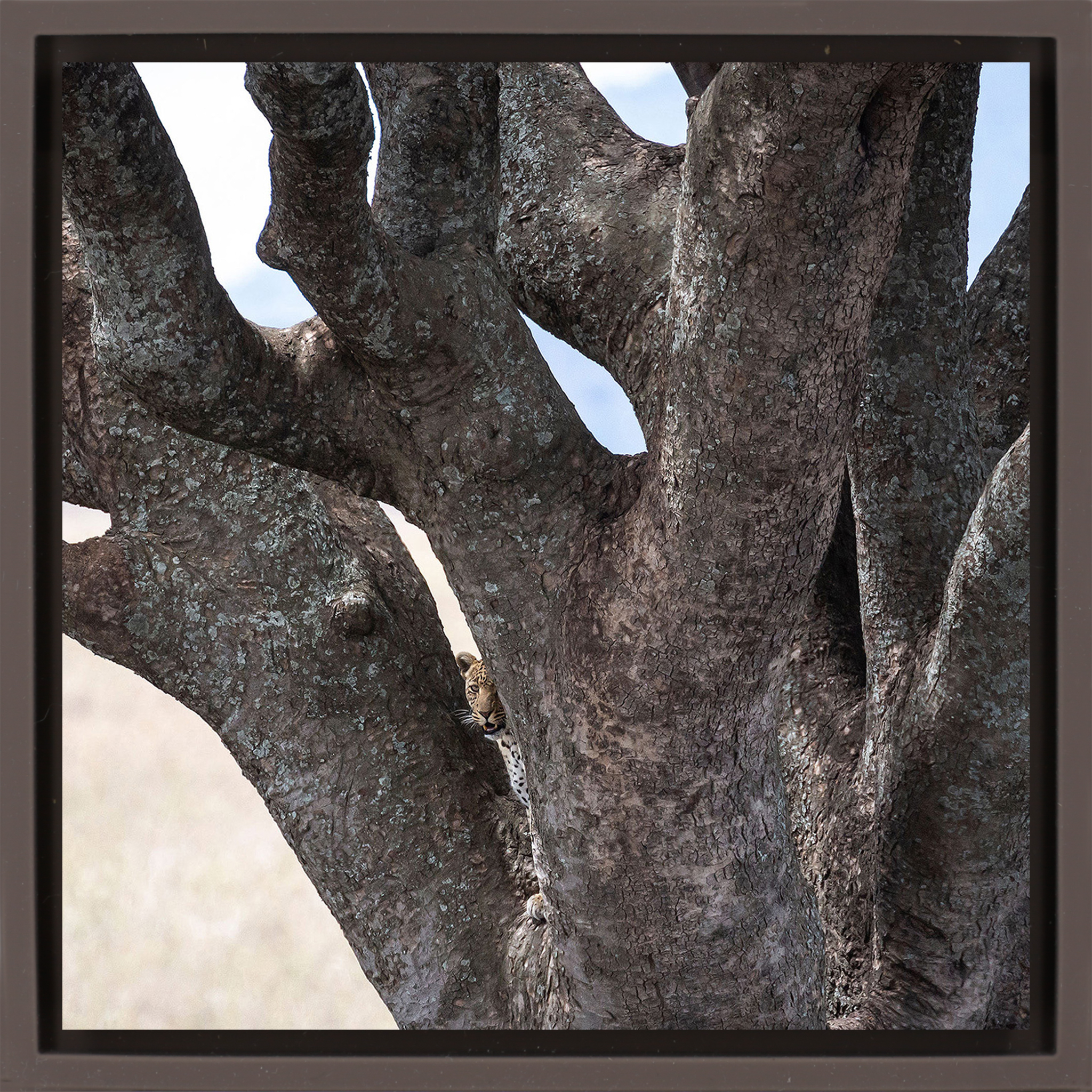 Lion Tree - Brown Wrapp