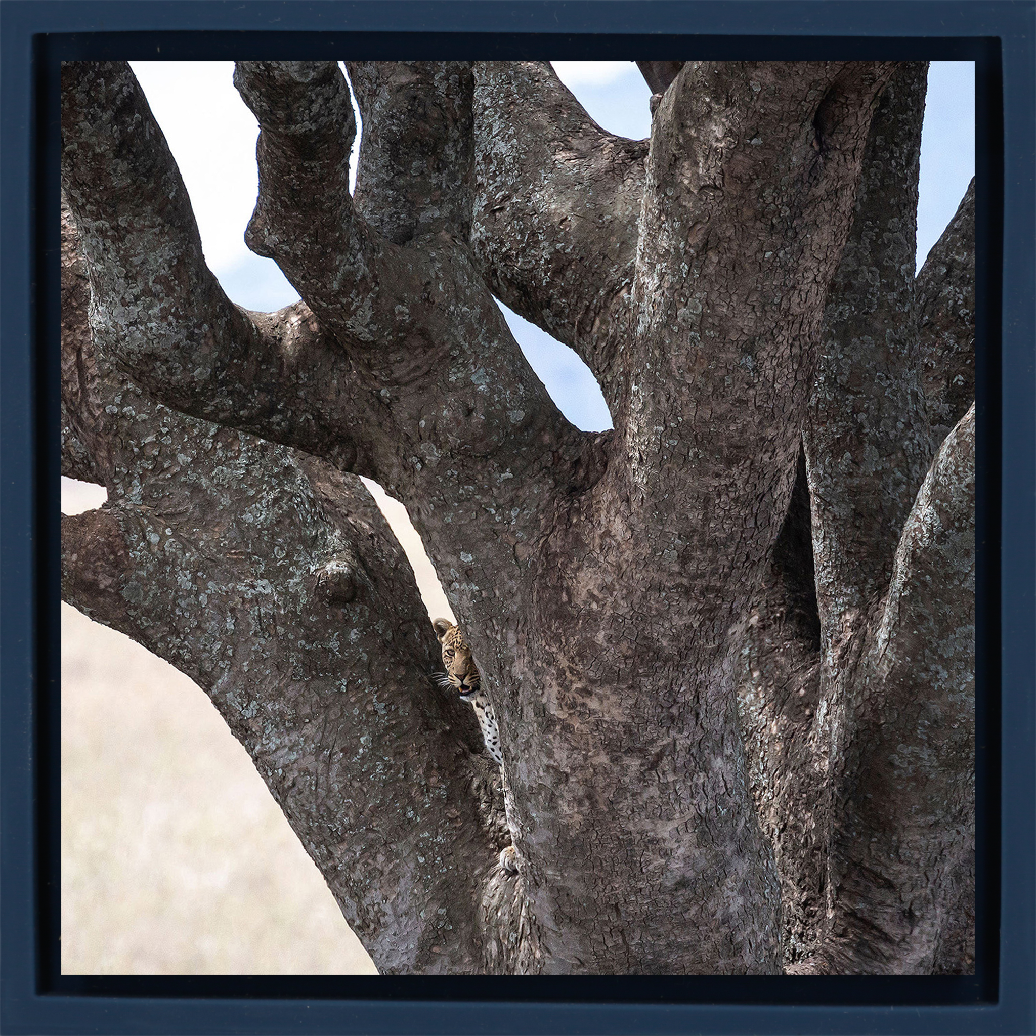 Lion Tree - Dark Blue Wrapp