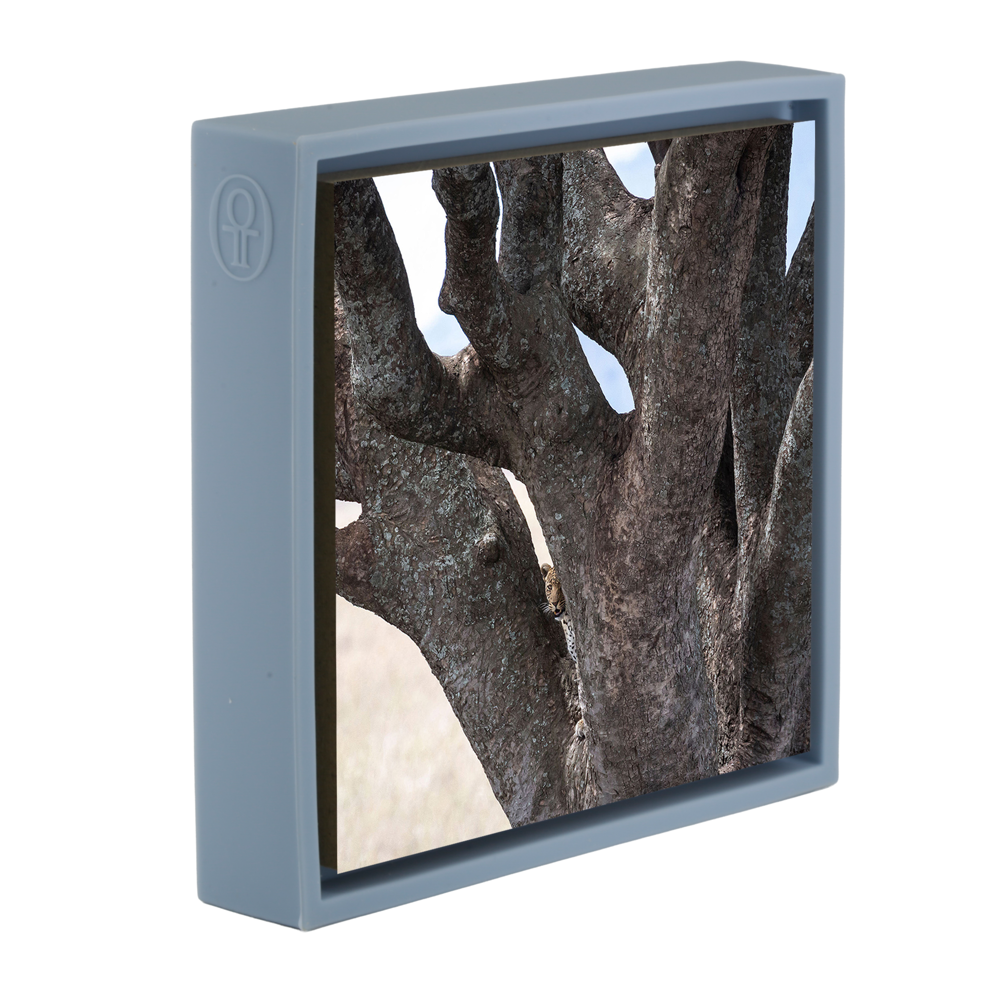 Lion Tree - Light Blue Wrapp