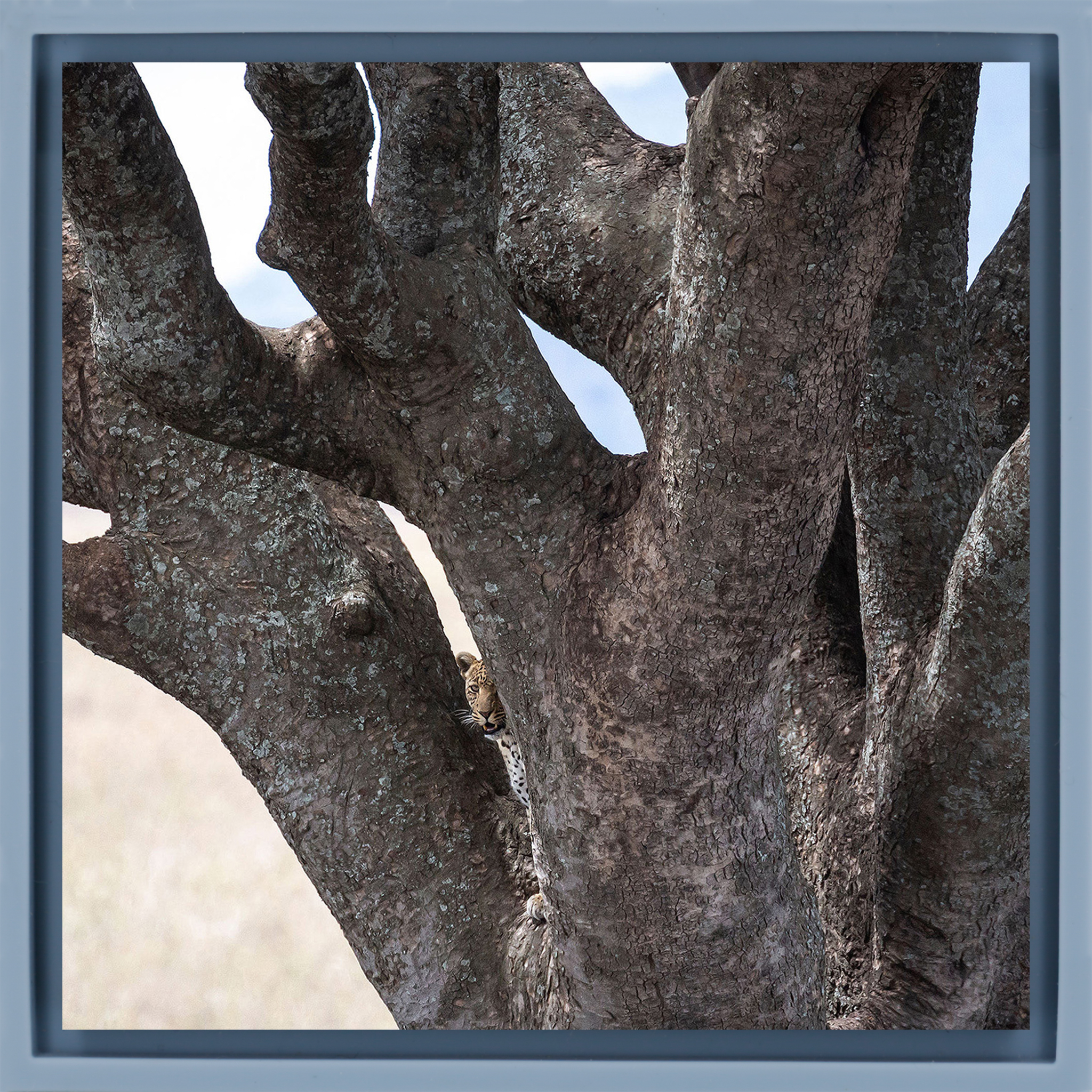 Lion Tree - Light Blue Wrapp