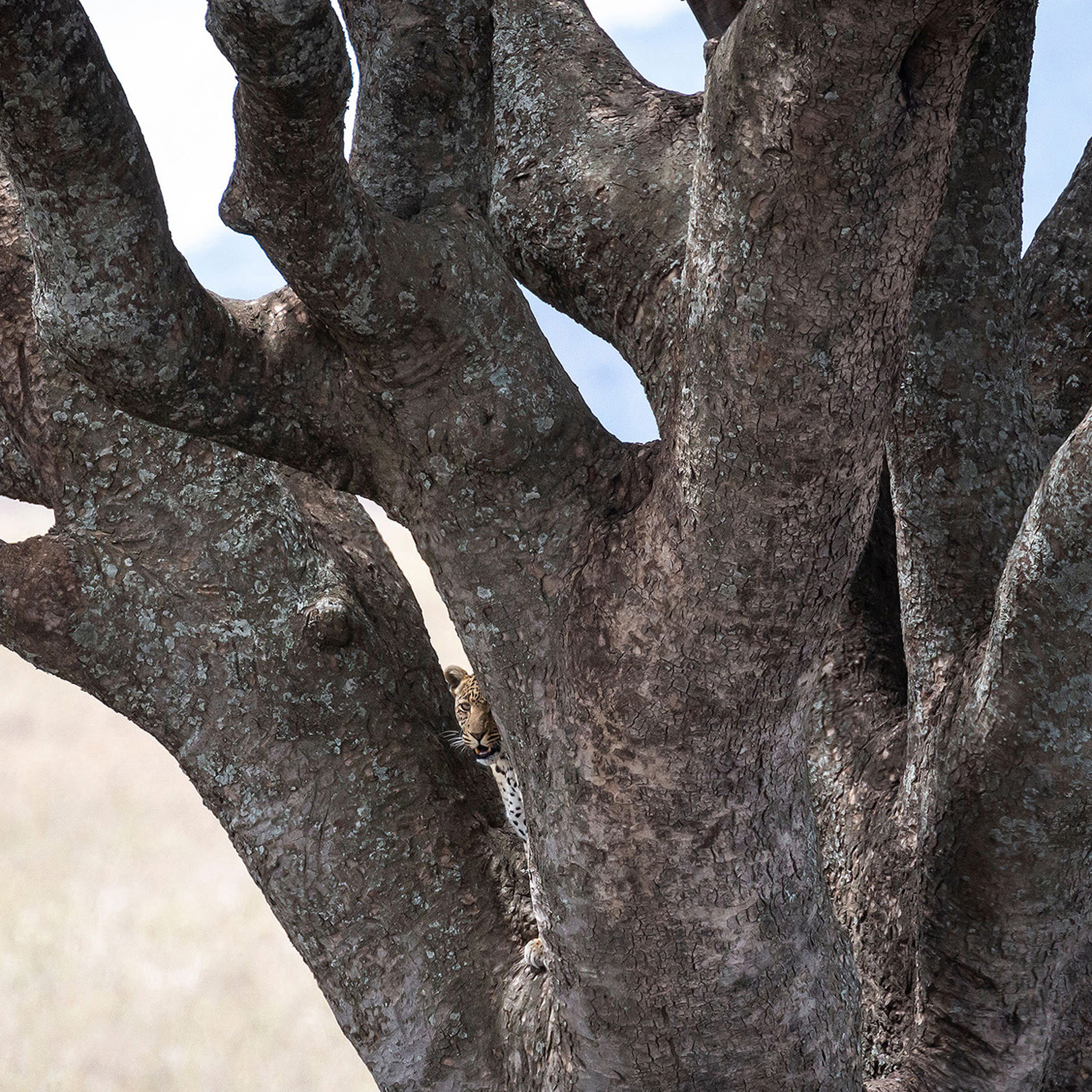 Lion Tree - Collection : Tanzanie