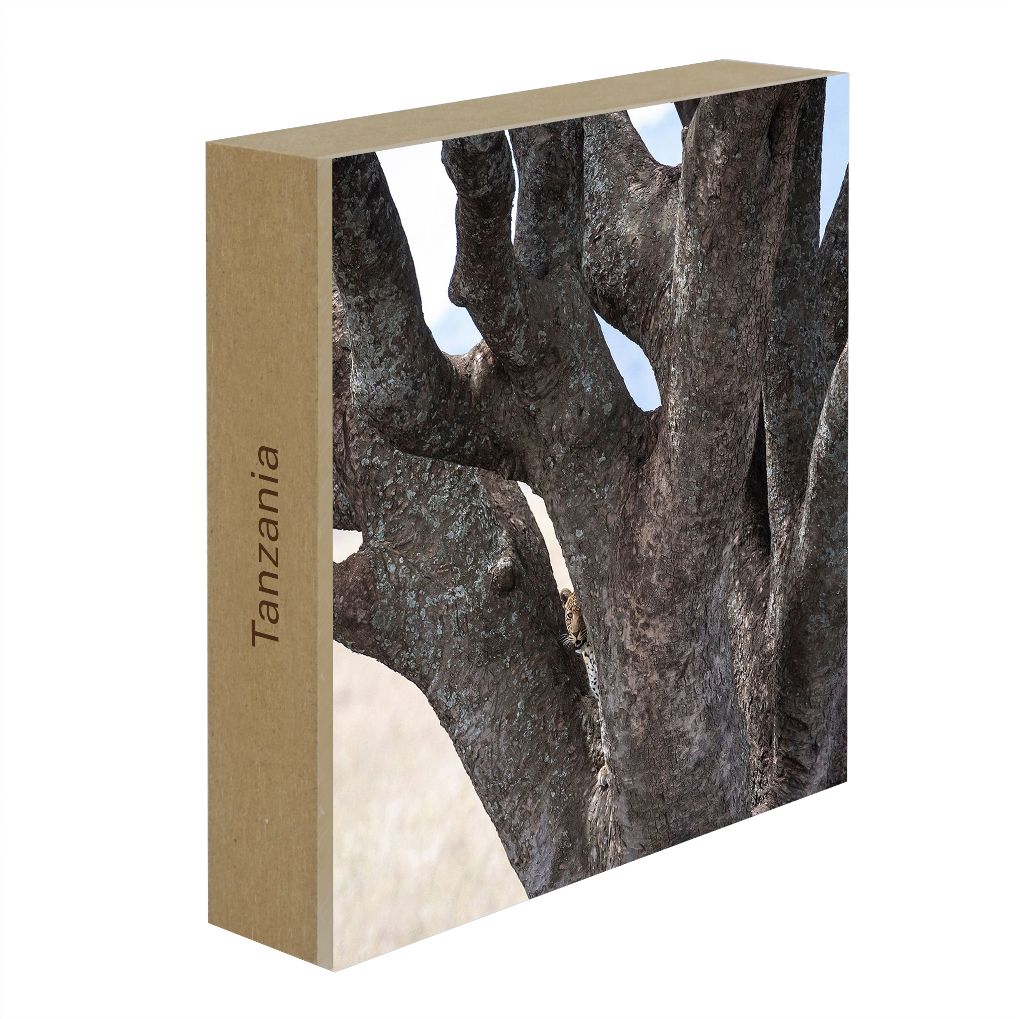 Lion Tree - Collection : Tanzanie