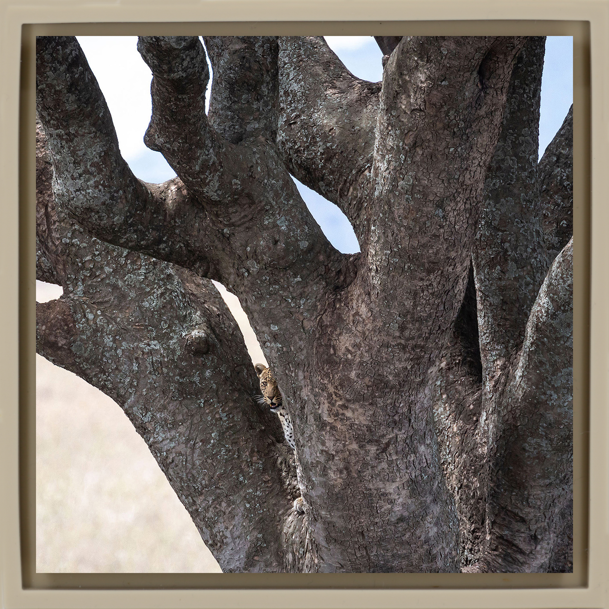 Lion Tree - Sand Wrapp