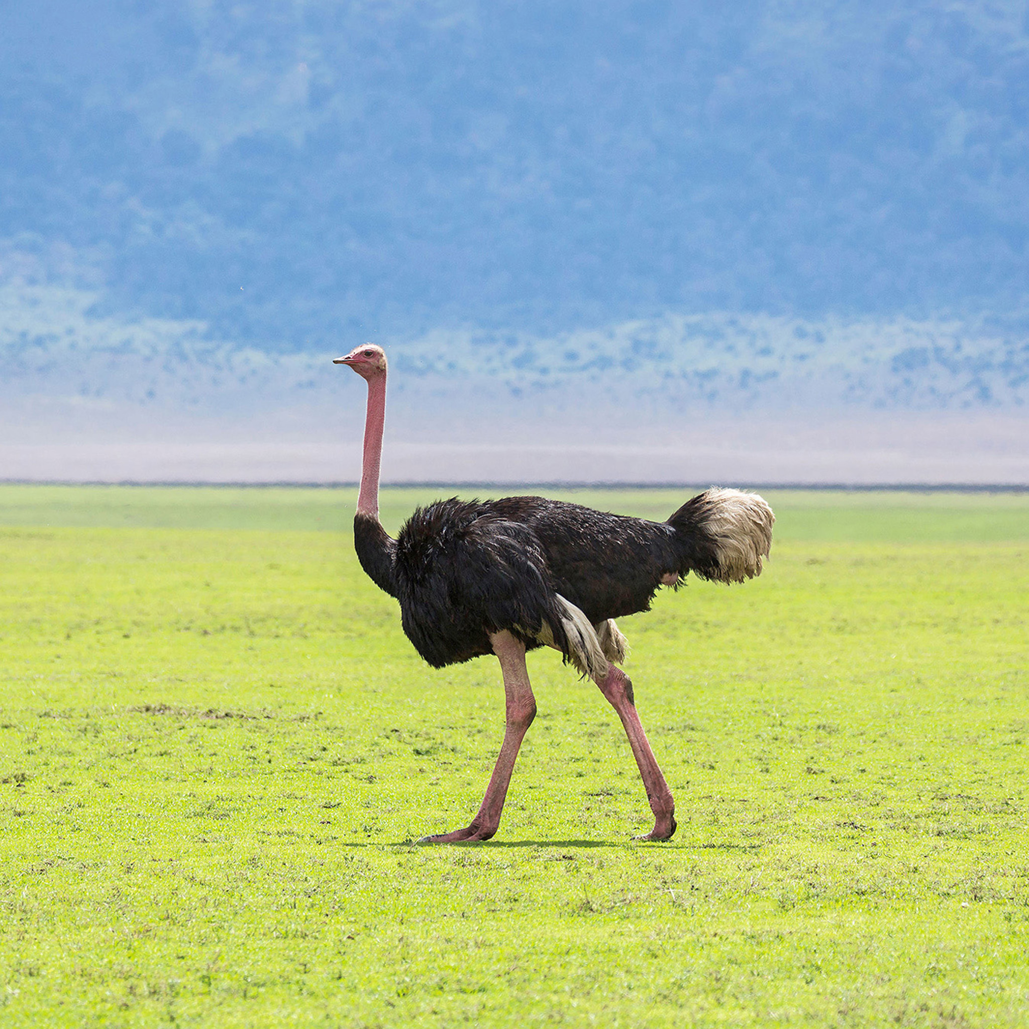 Ostrich - Collection: Tanzania