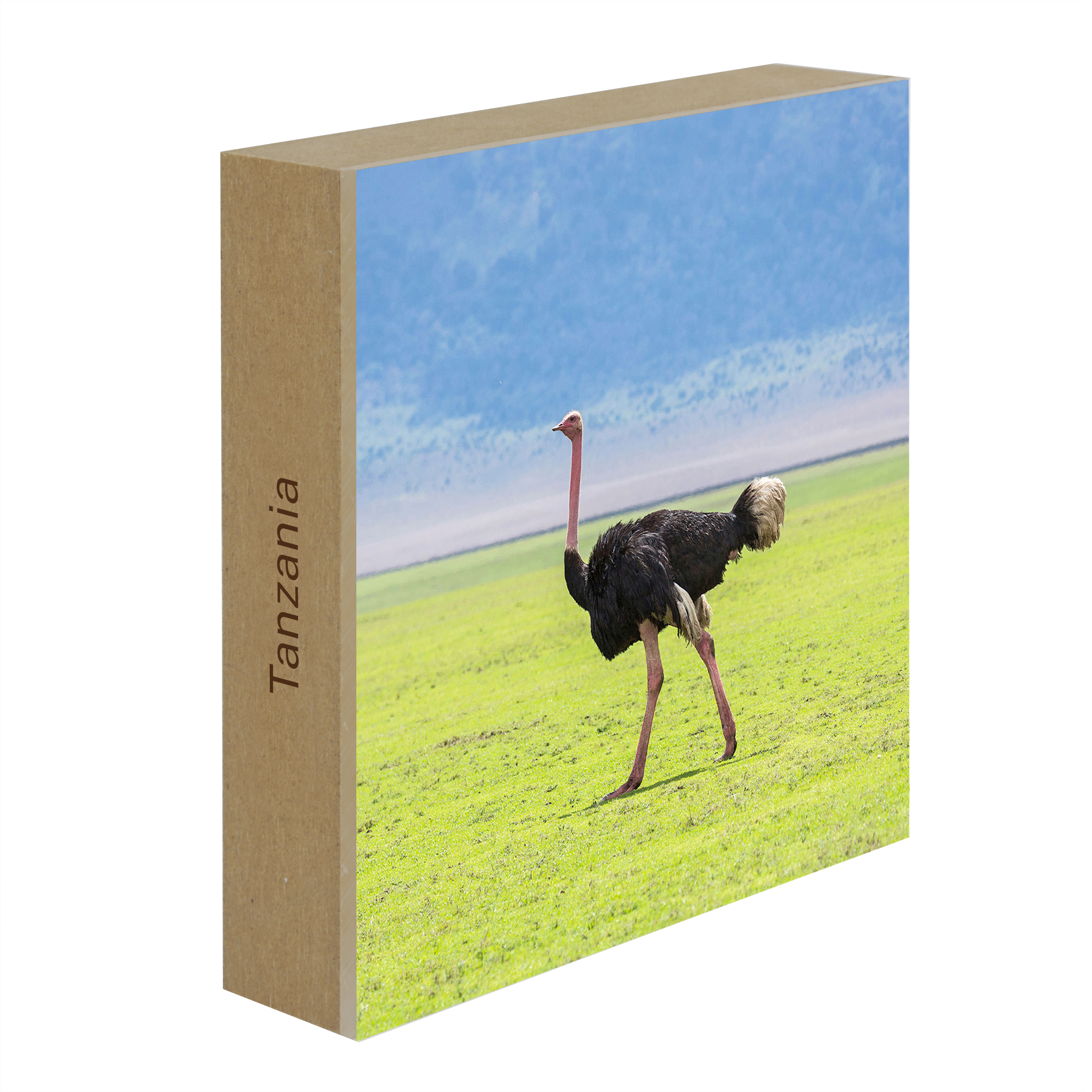 Ostrich - Collection: Tanzania