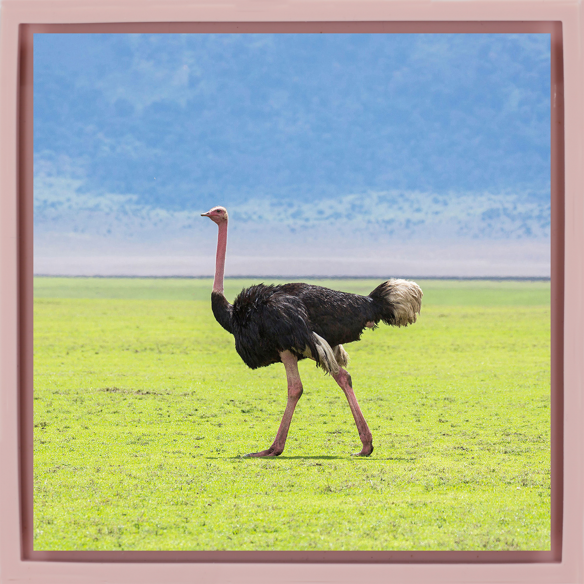 Ostrich - Pink Wrapp