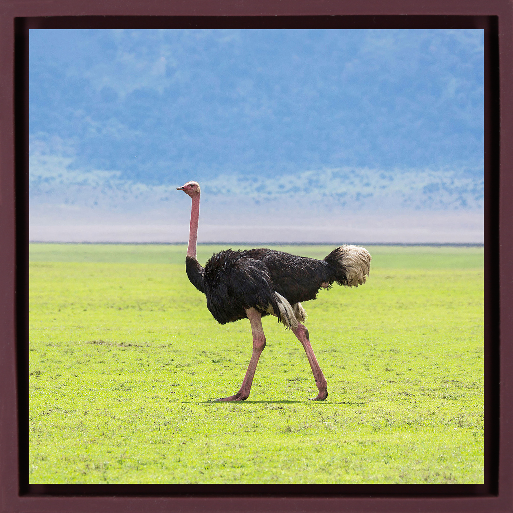 Ostrich - Purple Wrapp