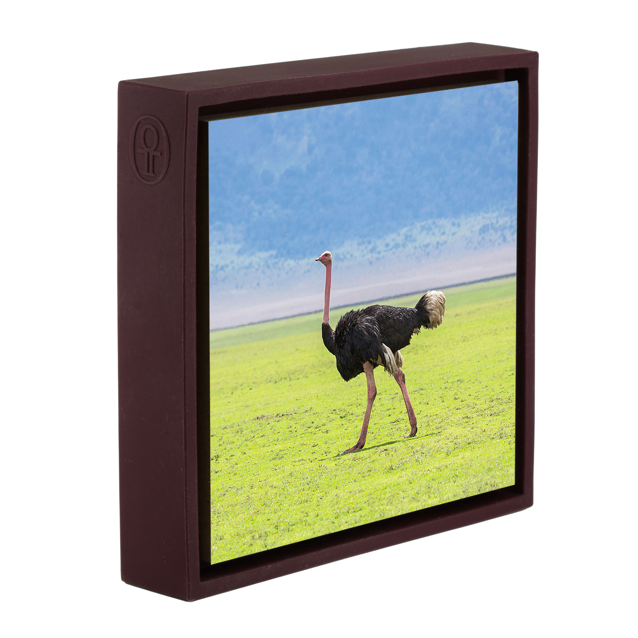 Ostrich - Purple Wrapp