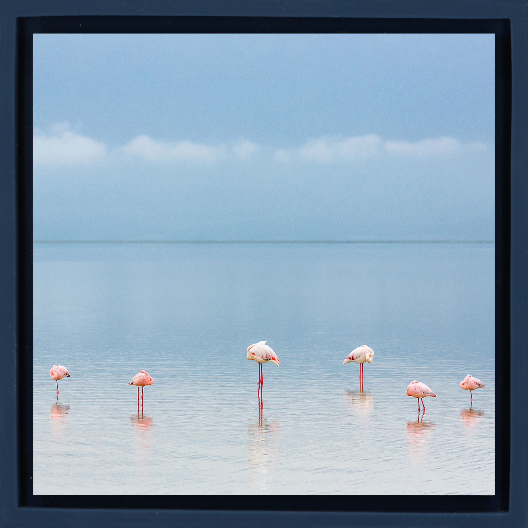 Flamengos - Dark Blue Wrapp