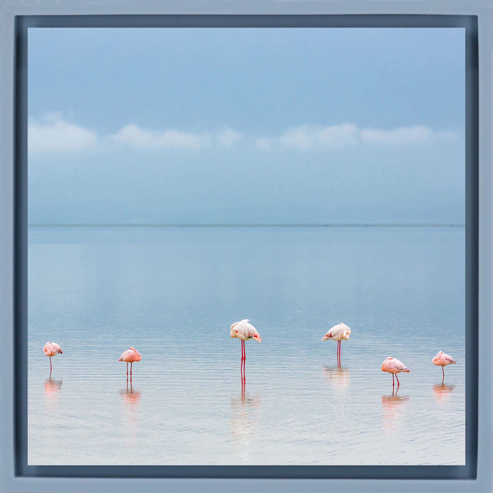 Flamengos - Light Blue Wrapp