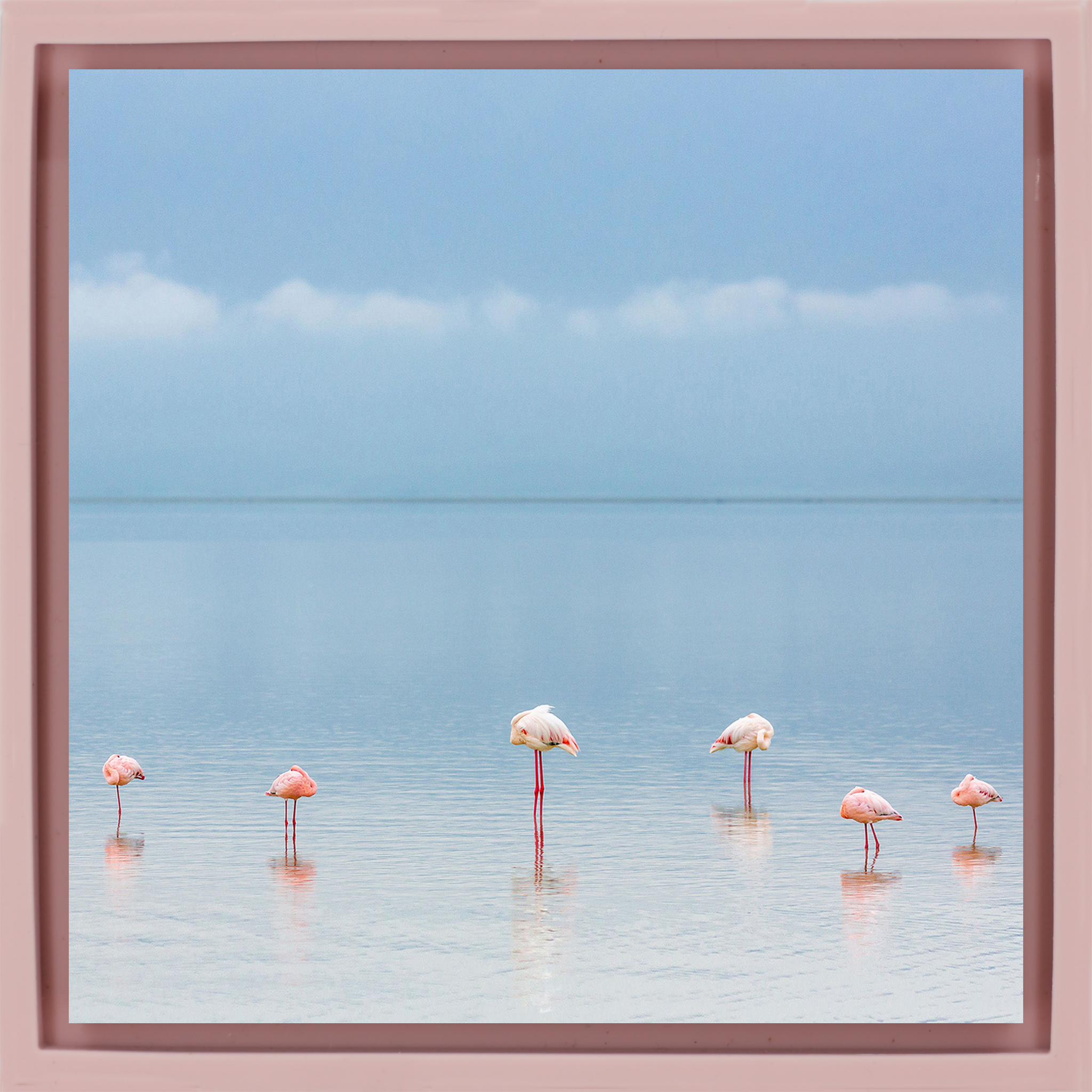 Flamengos - Pink Wrapp