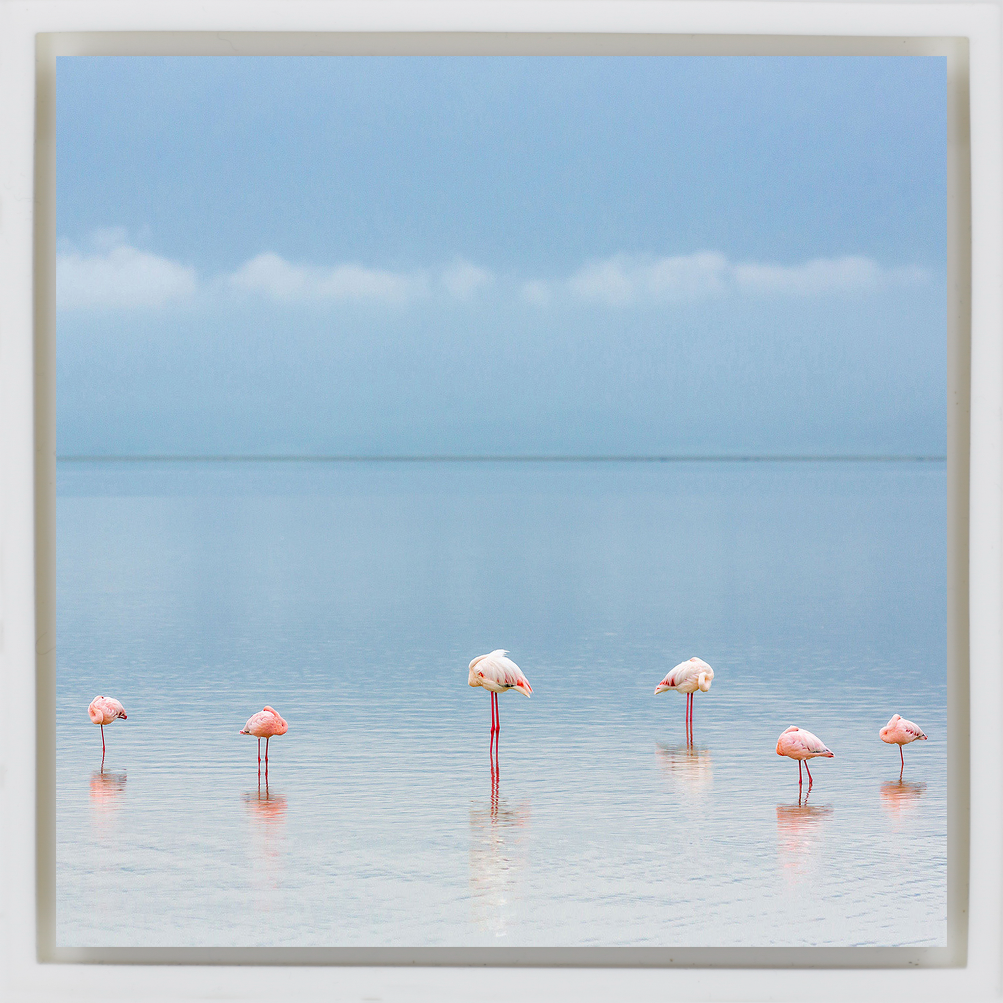 Flamengos - White Wrapp