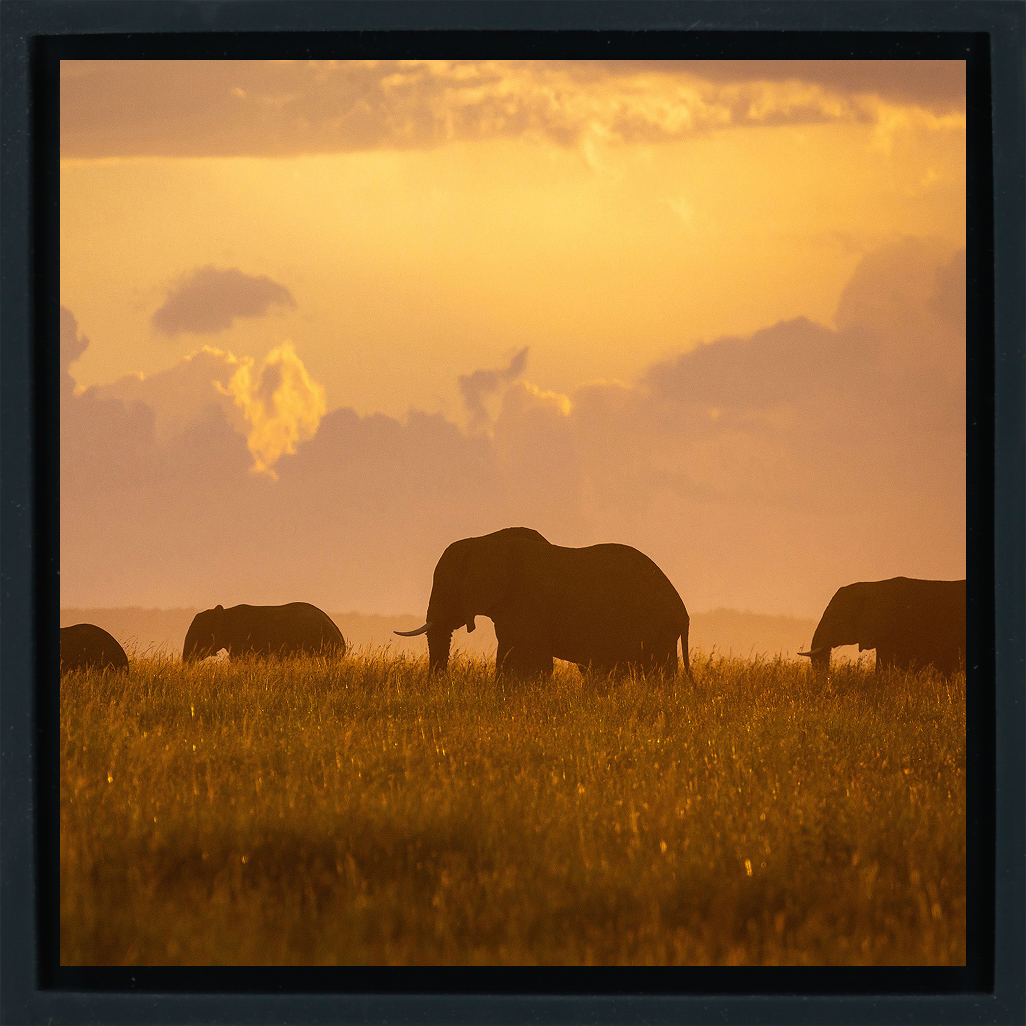 Orange Elephants - Black Wrapp