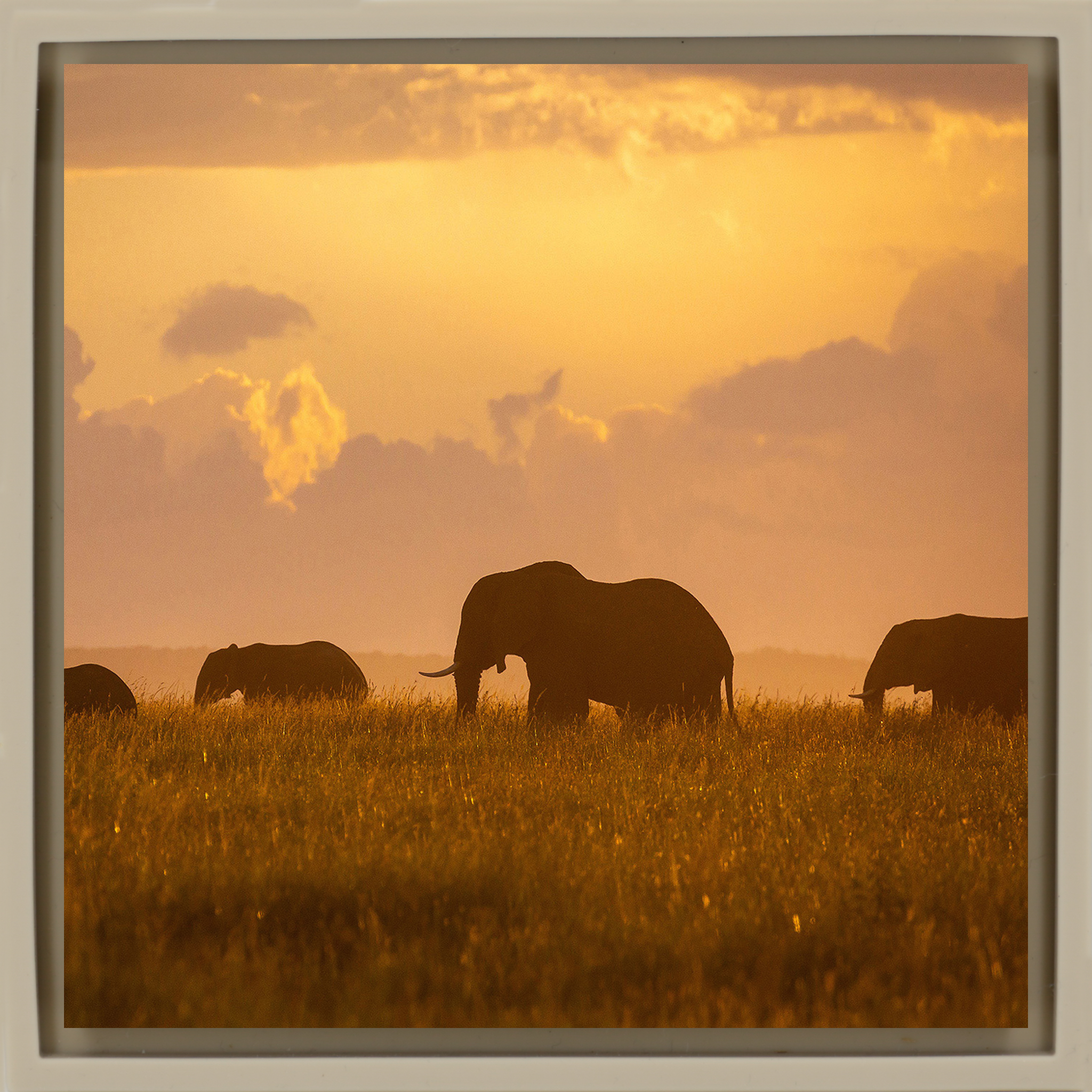 Orange Elephants - Sand Wrapp