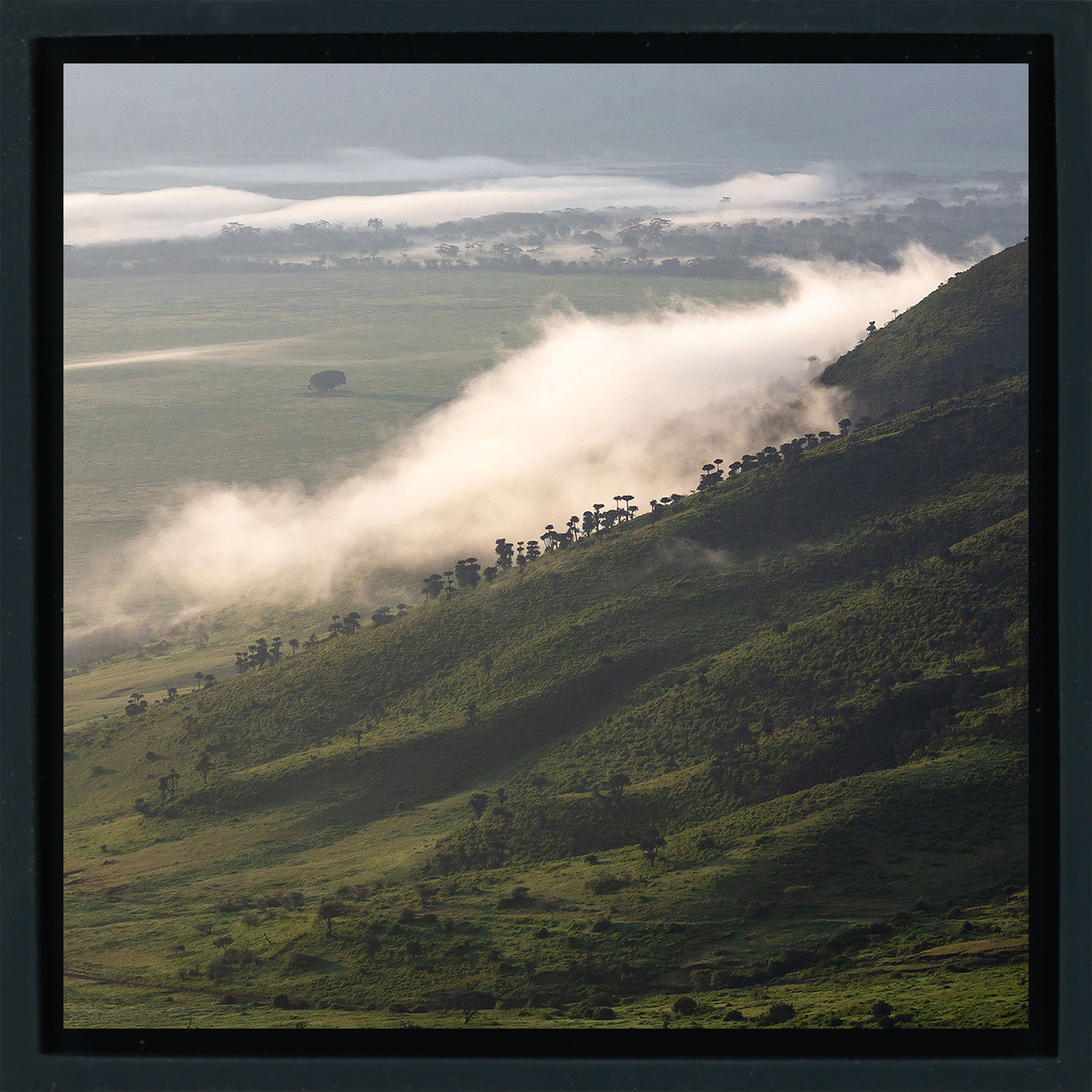 Foggy Hill - Black Wrapp