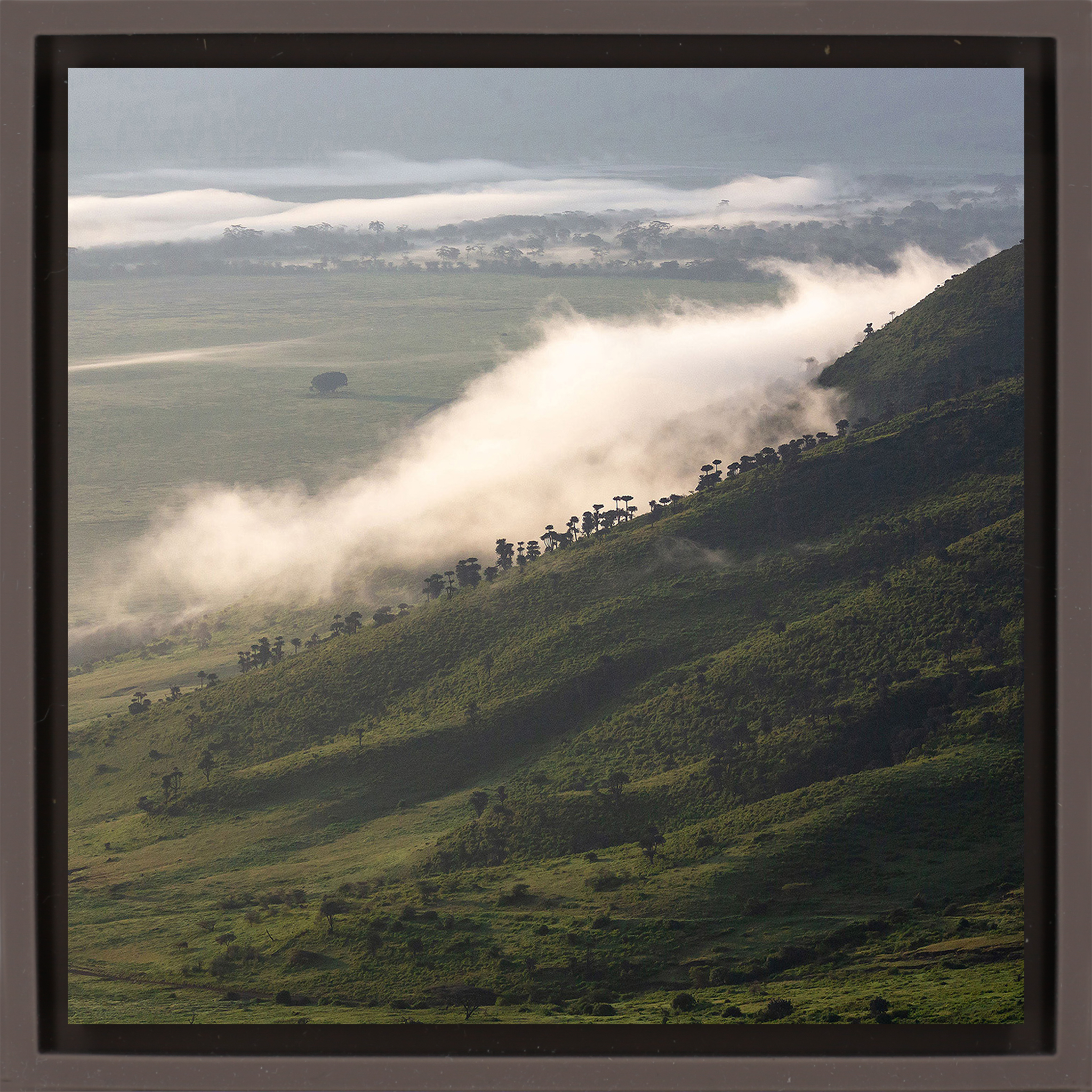 Foggy Hill - Brown Wrapp