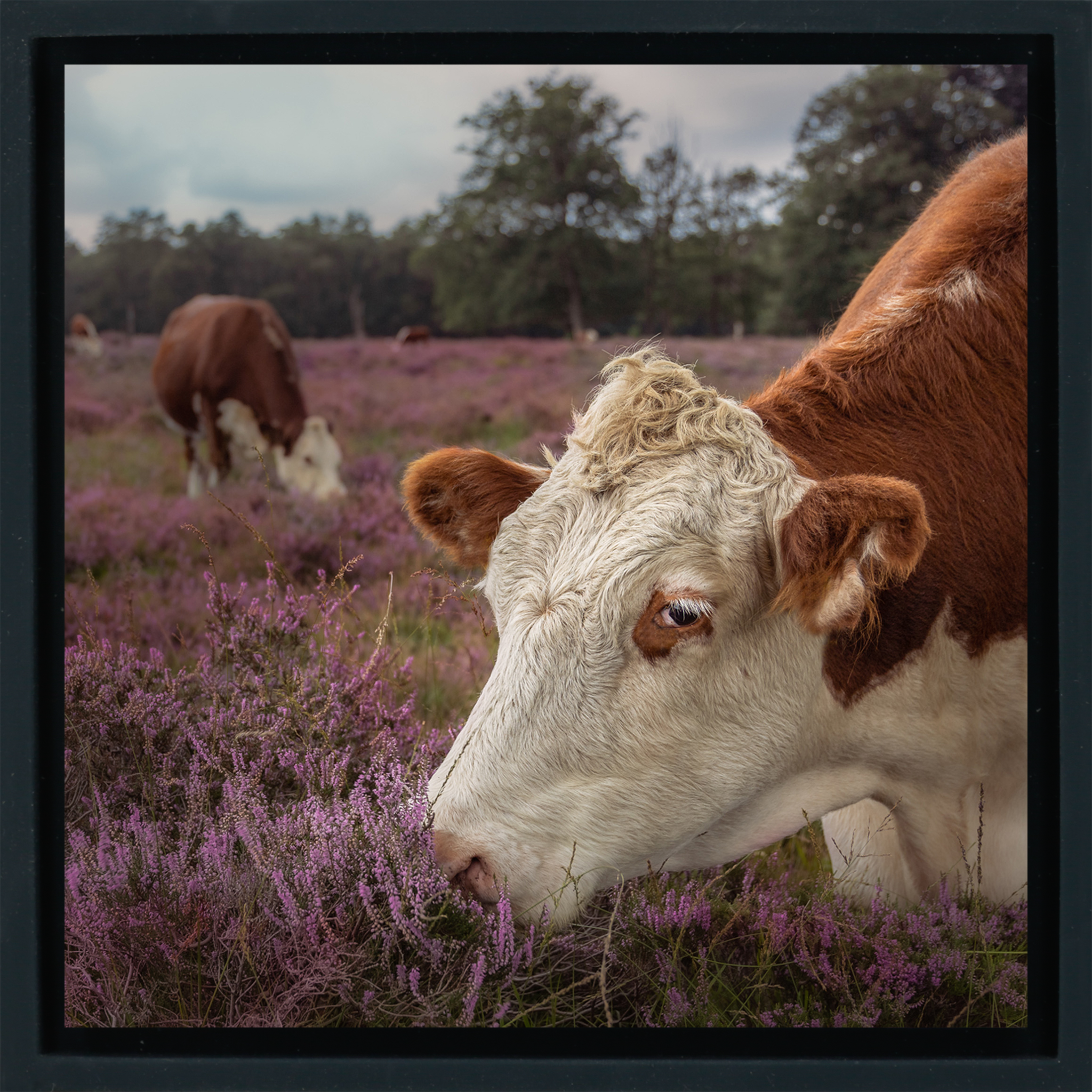 Heath Guard- Black Wrapp